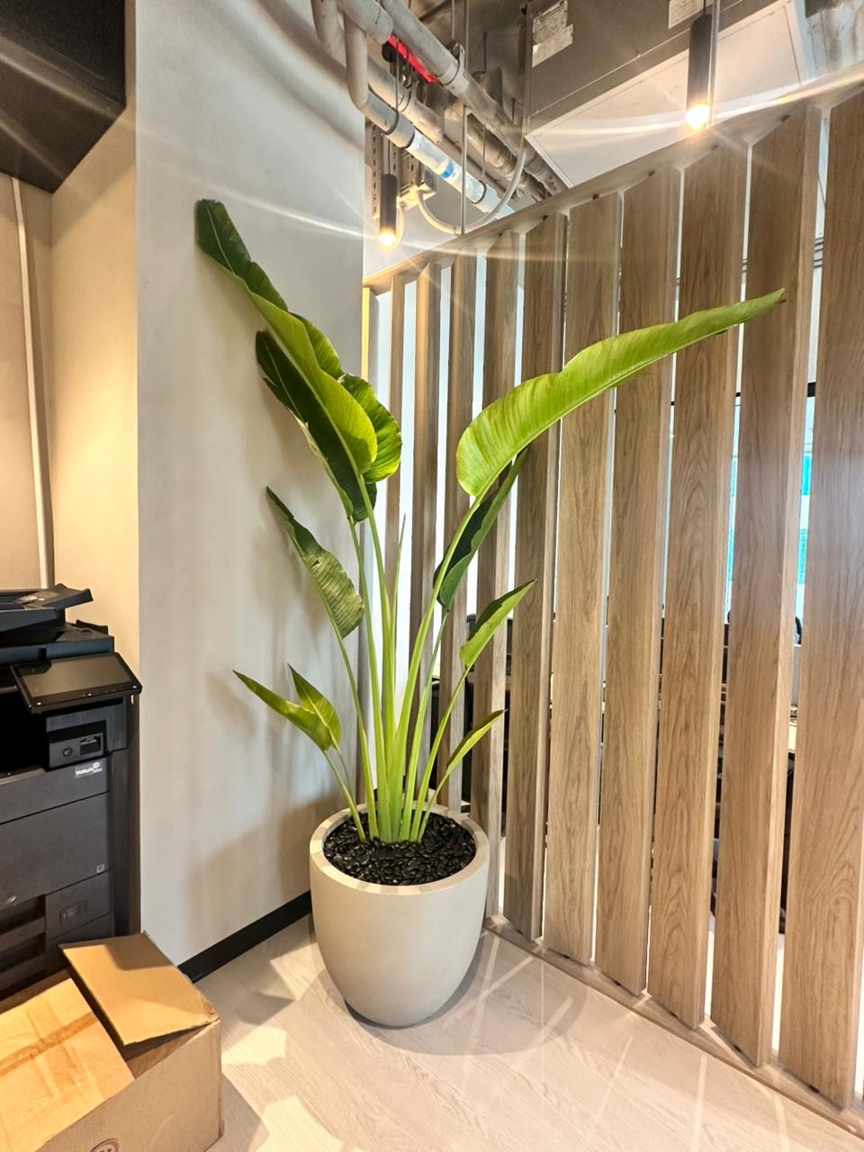 Travellers Palm Big Plant in Beige Pot 3meter Premium