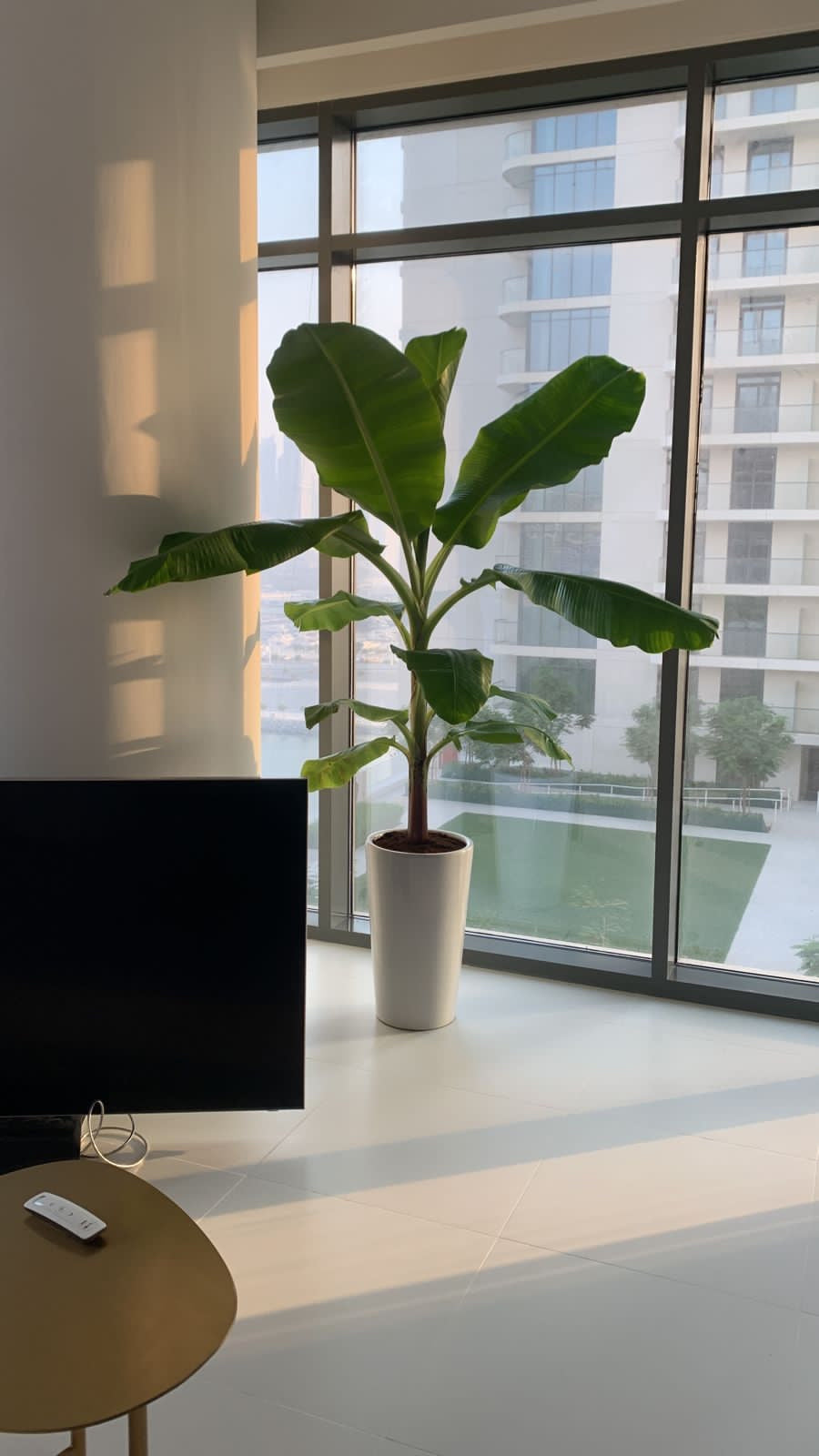 Banana Tree PROMO