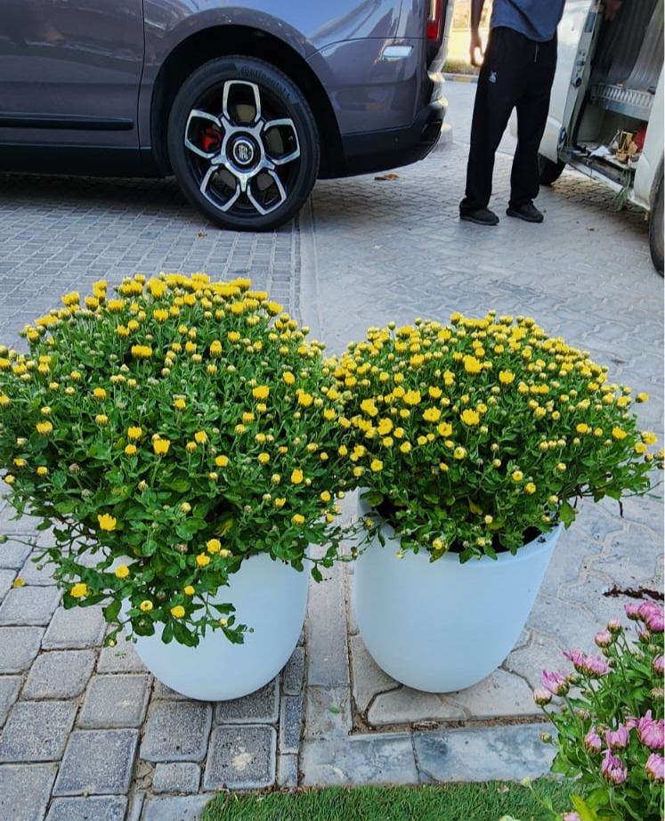 Outdoor Flower Per Pot Promo