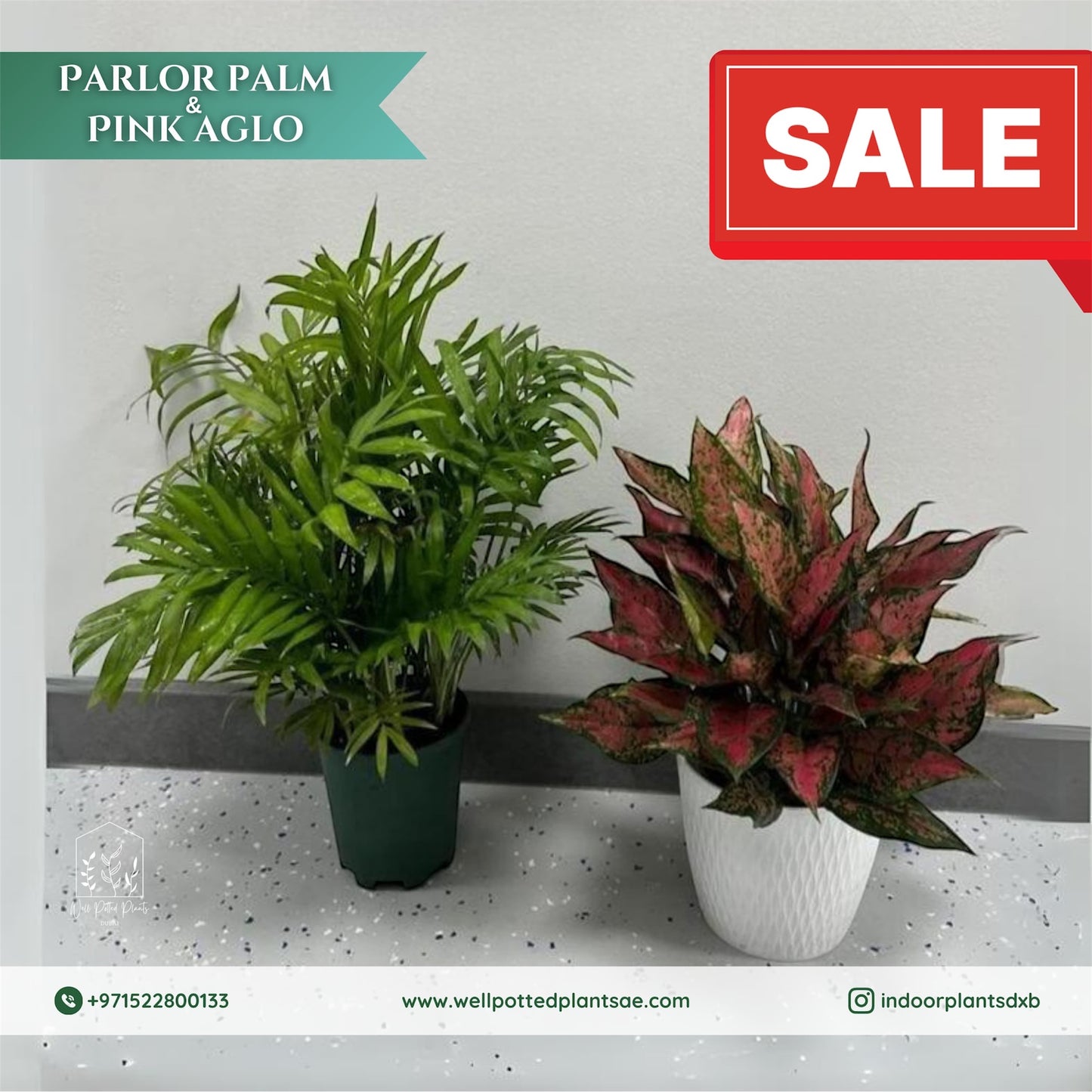 Promo Parlour Palm + Pink Aglo Bundle