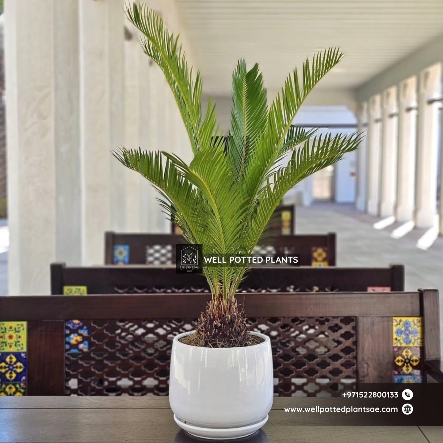 Table Plant Sago Palm