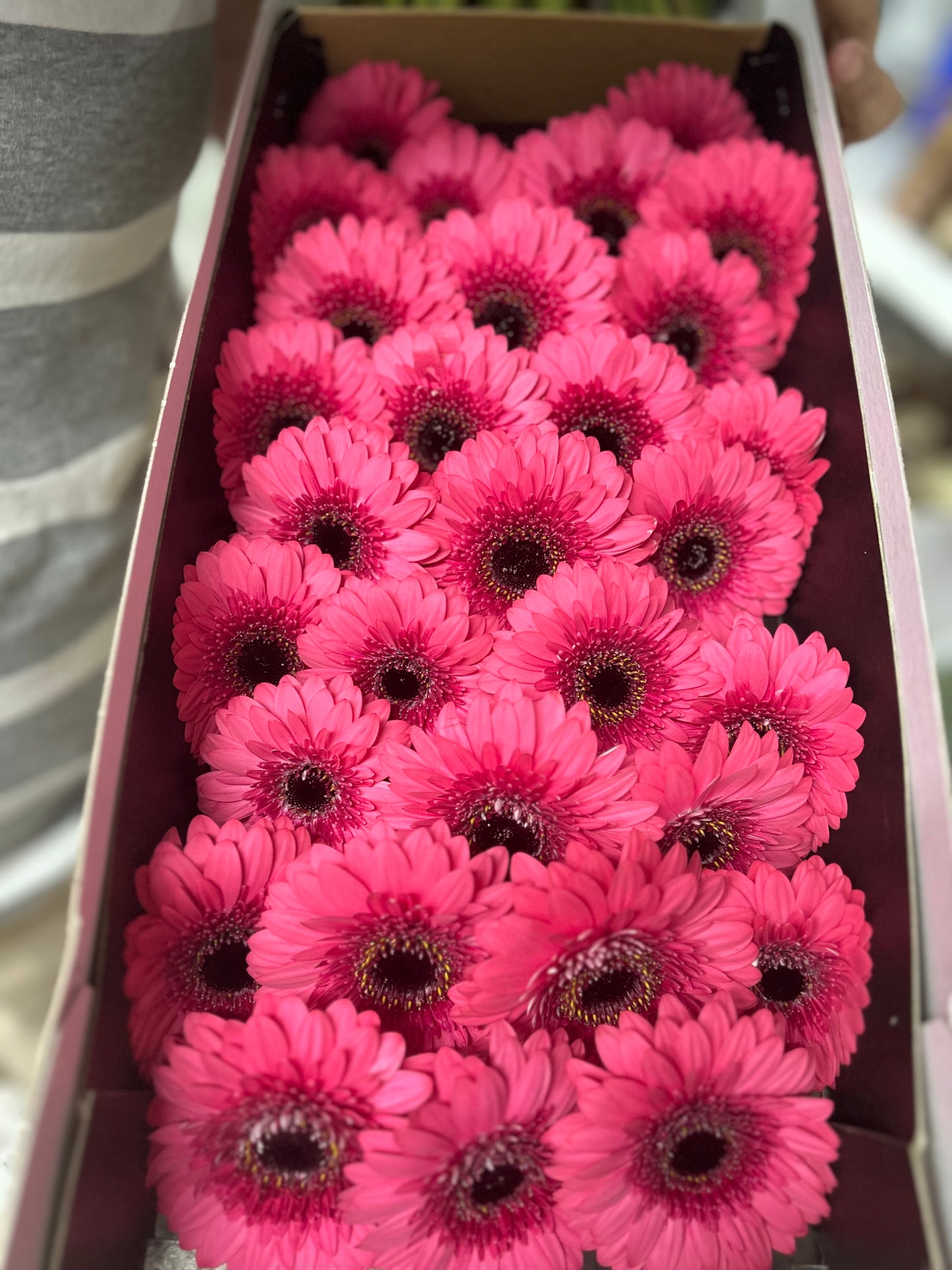 Fresh Flower Daisy 12pcs Best Seller