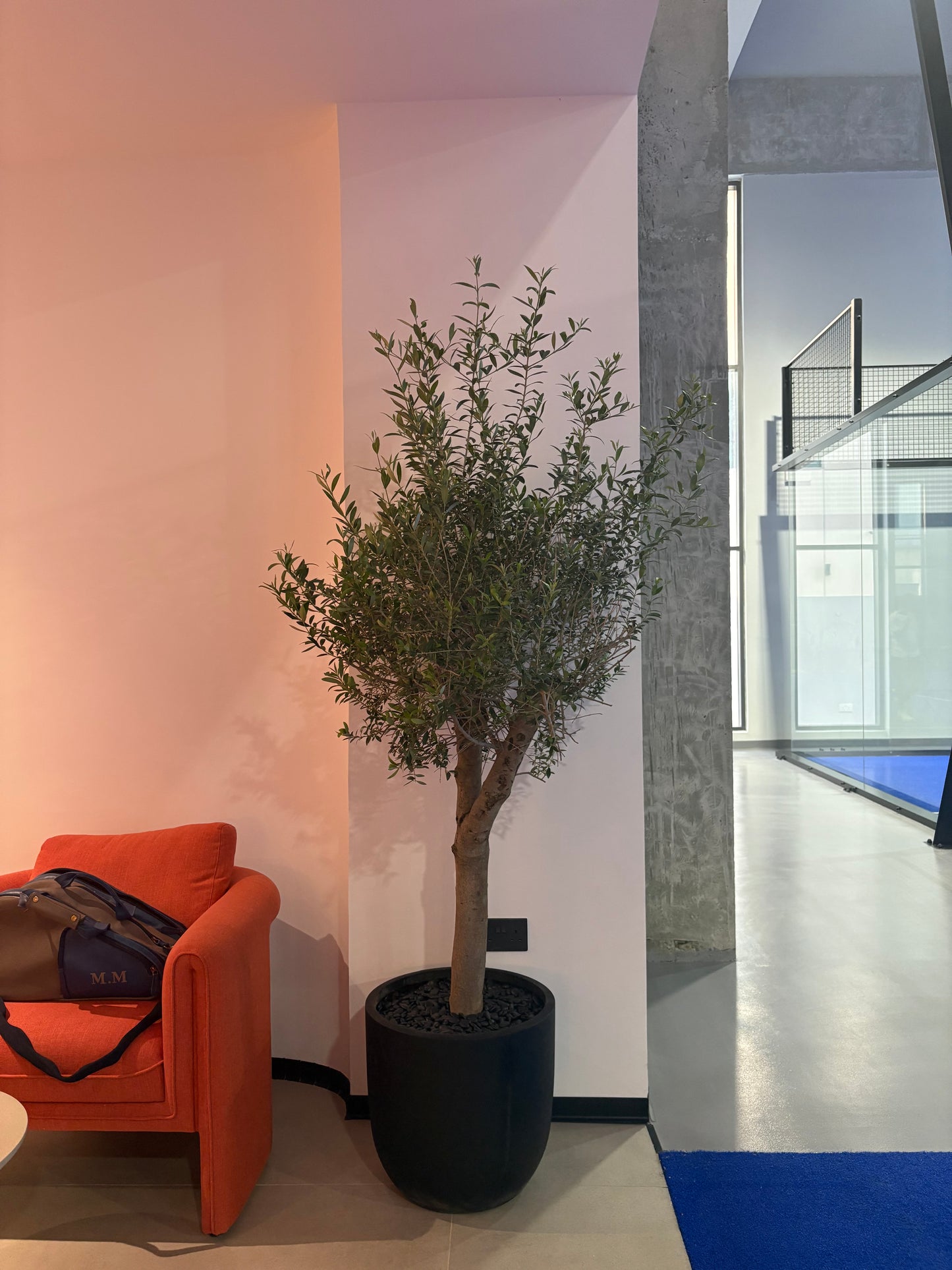 Olive Tree Indoor in Fiber Black Matte Premium
