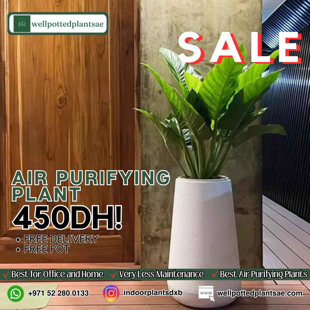 Philo in Fiber Best Seller White Pot