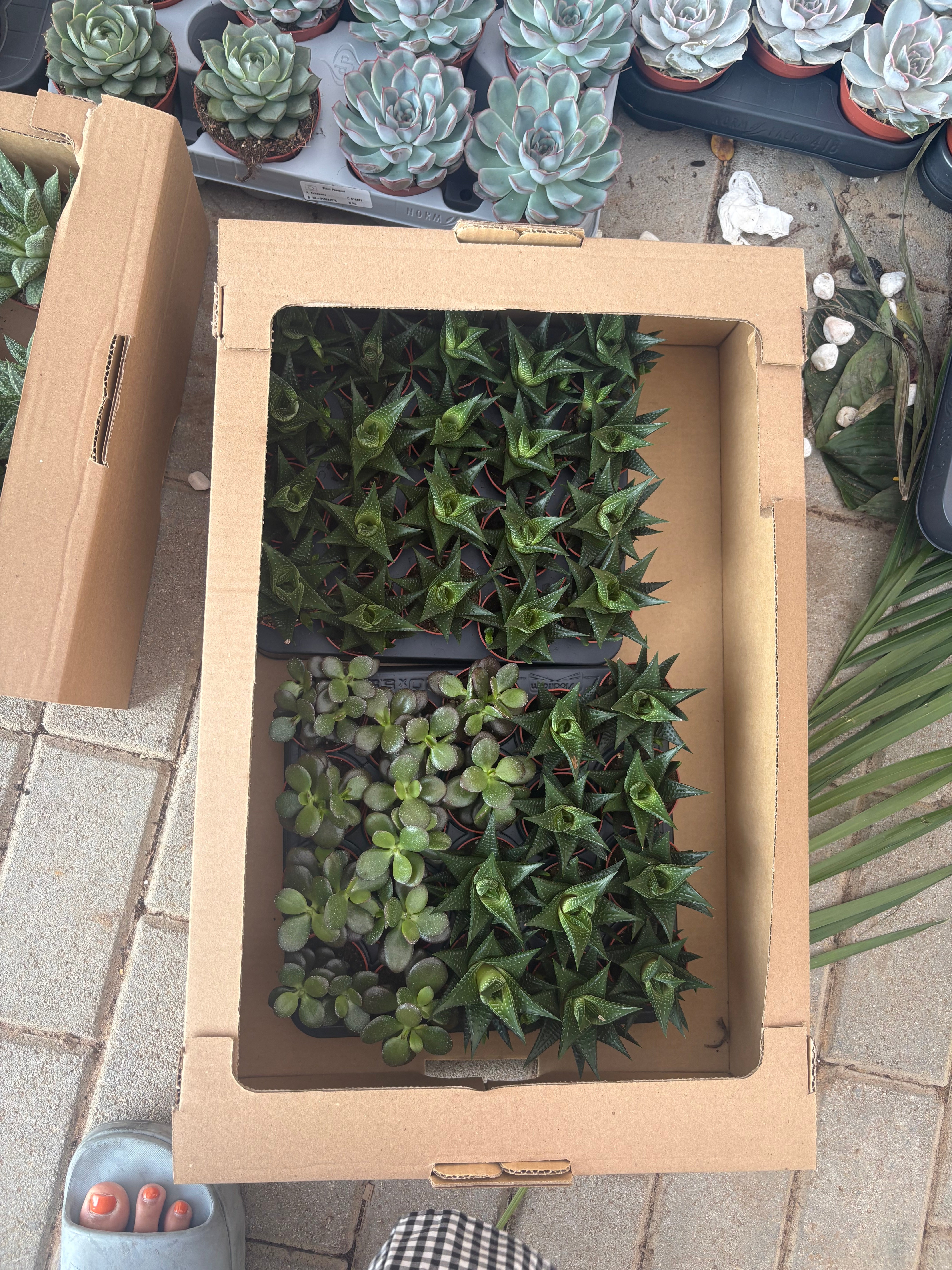 Table Plant Desk Plant Succulent