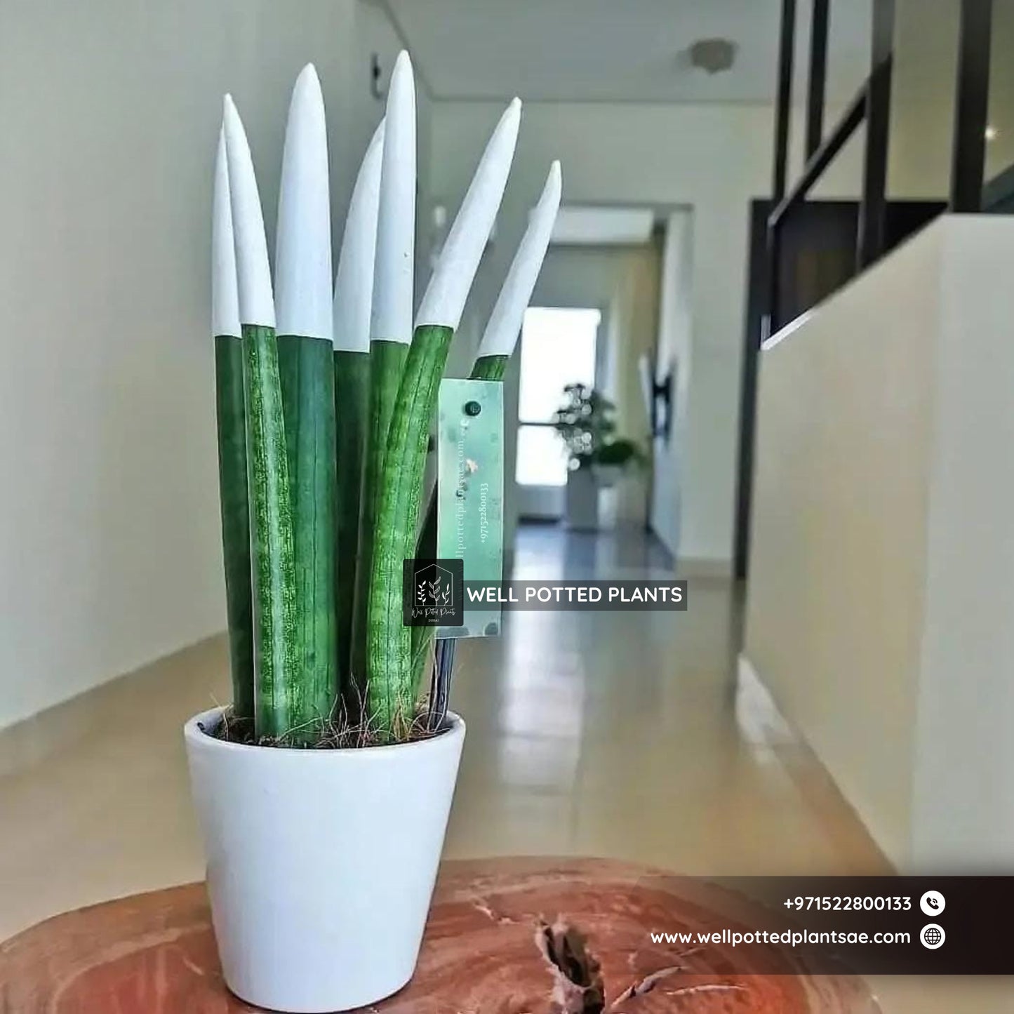 Table Plant Sanseveria