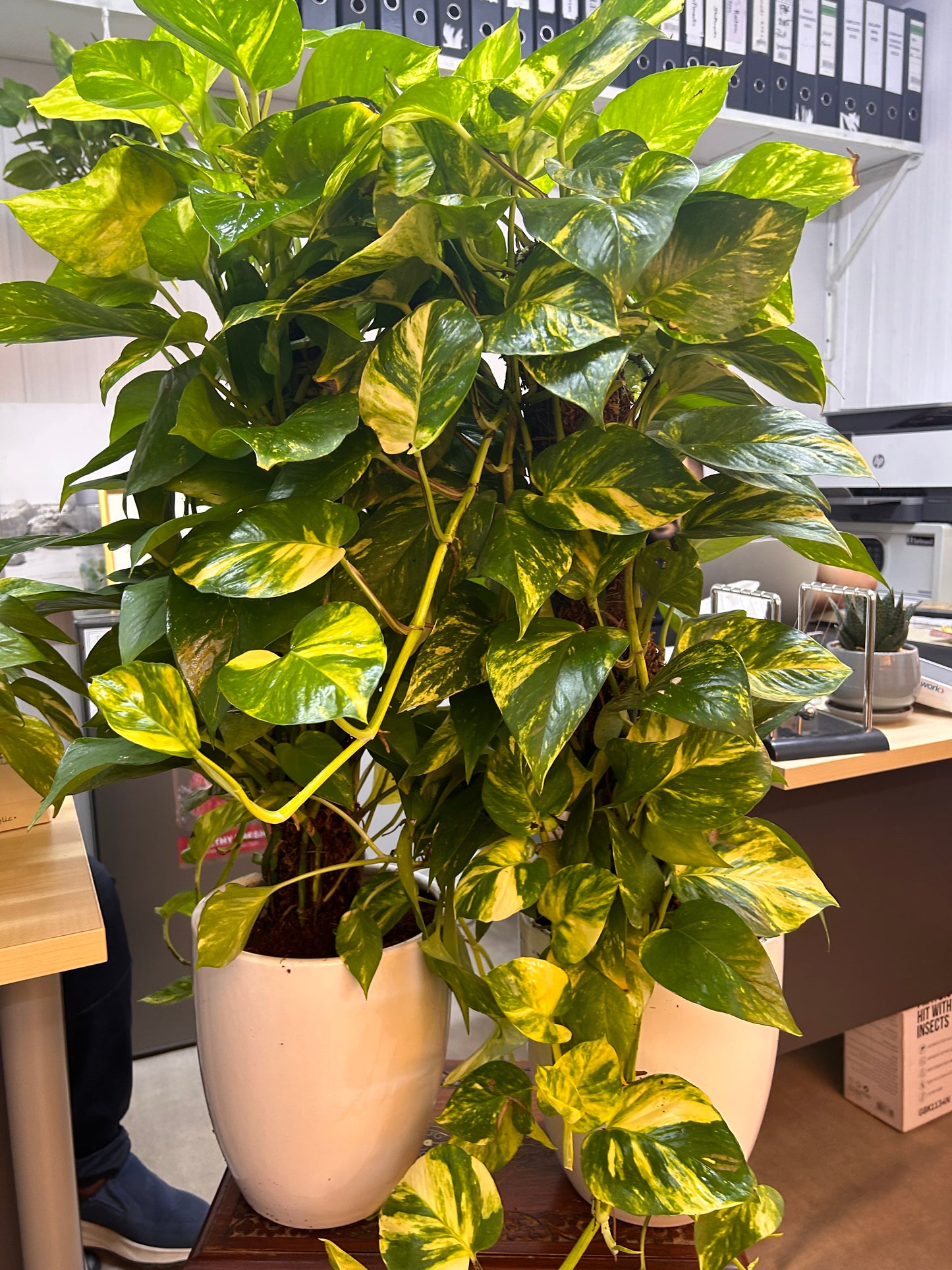 Money Plant Each Promo in Ceramic Pot