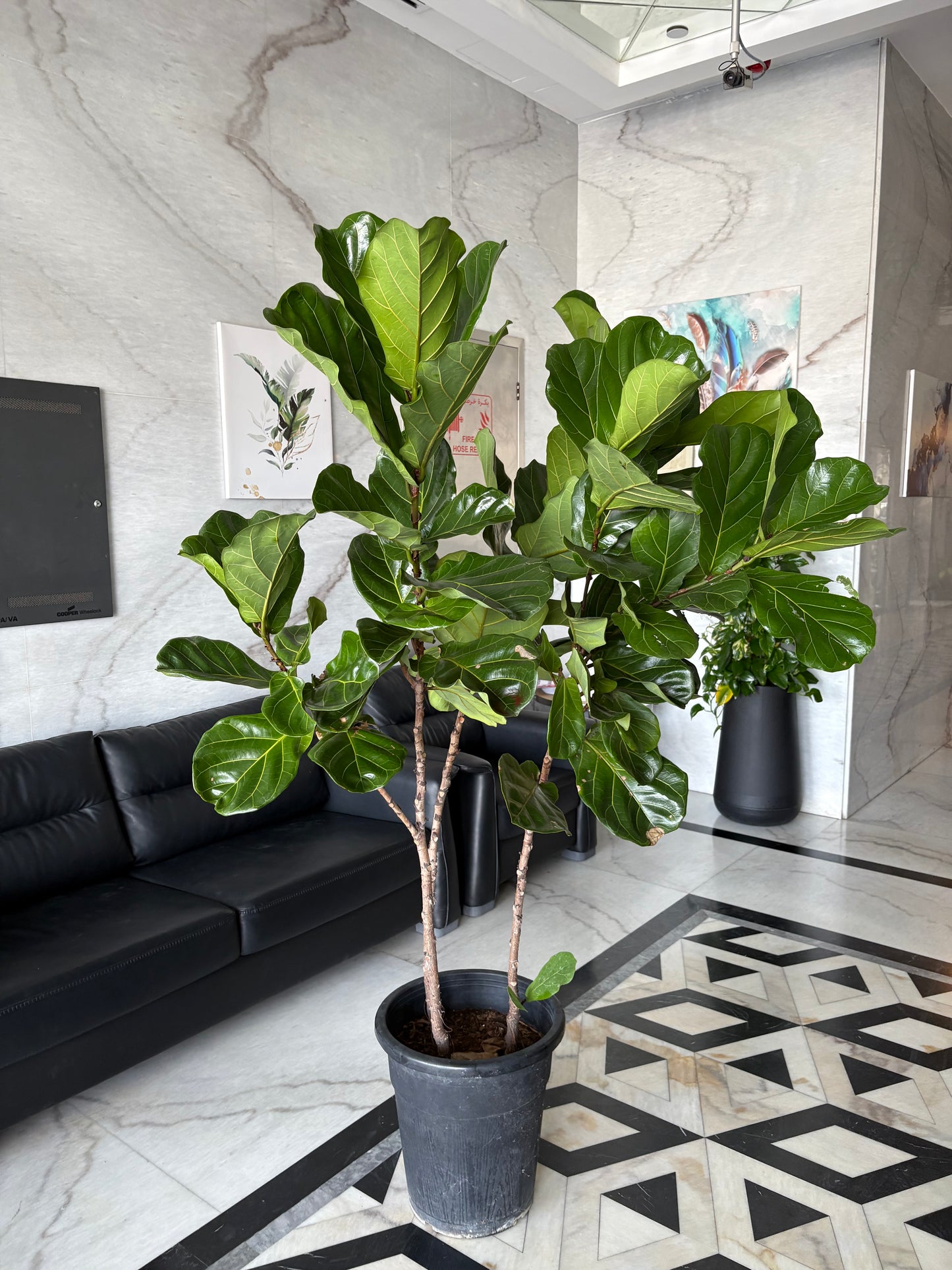 Fiddle XLarge Plant Promo