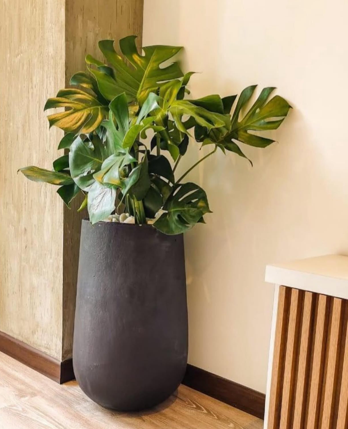 Monstera Premium Quality in Fiber Plants UAE