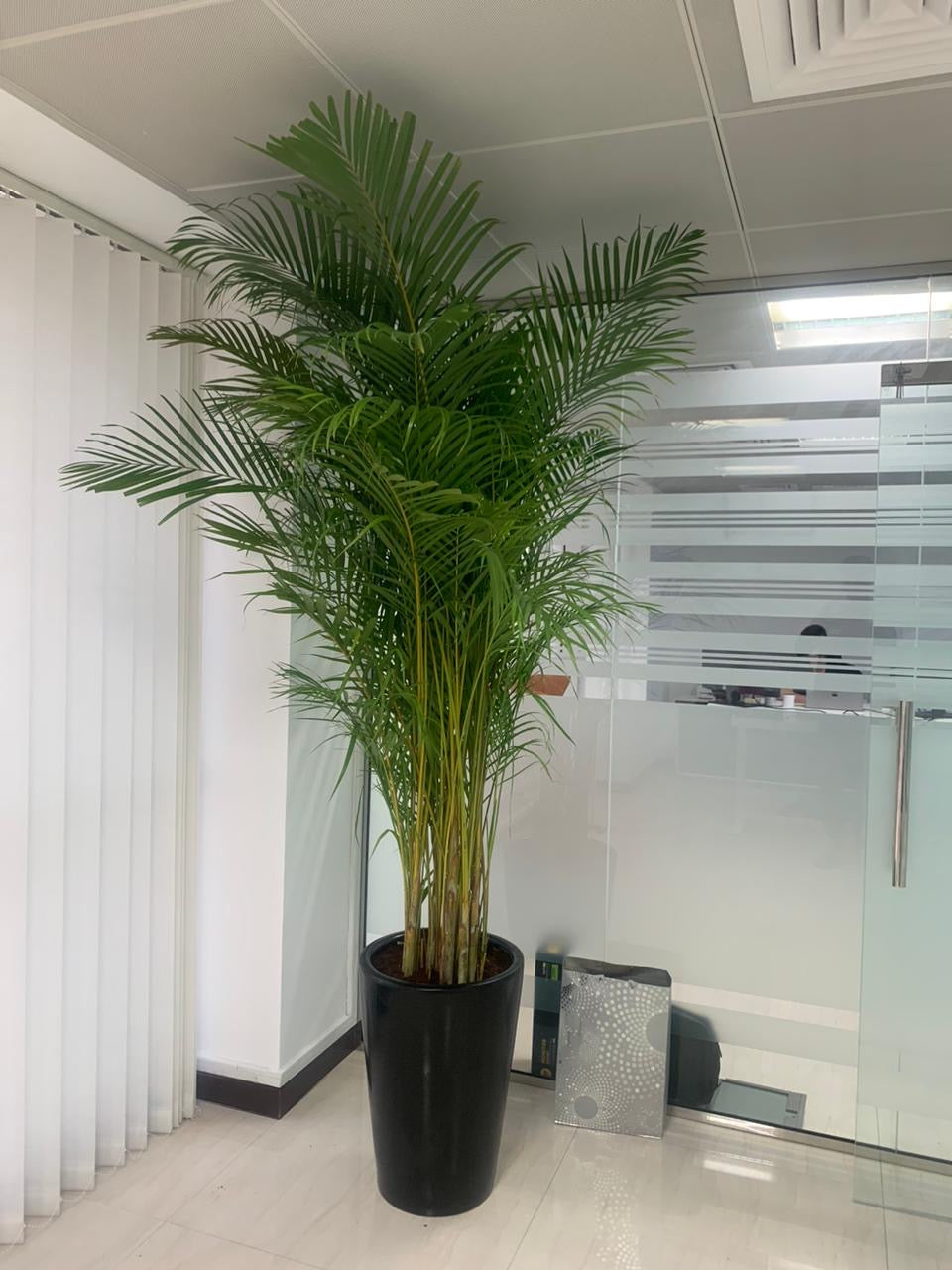 Areca Palm Big (8-10feet) Office Plant
