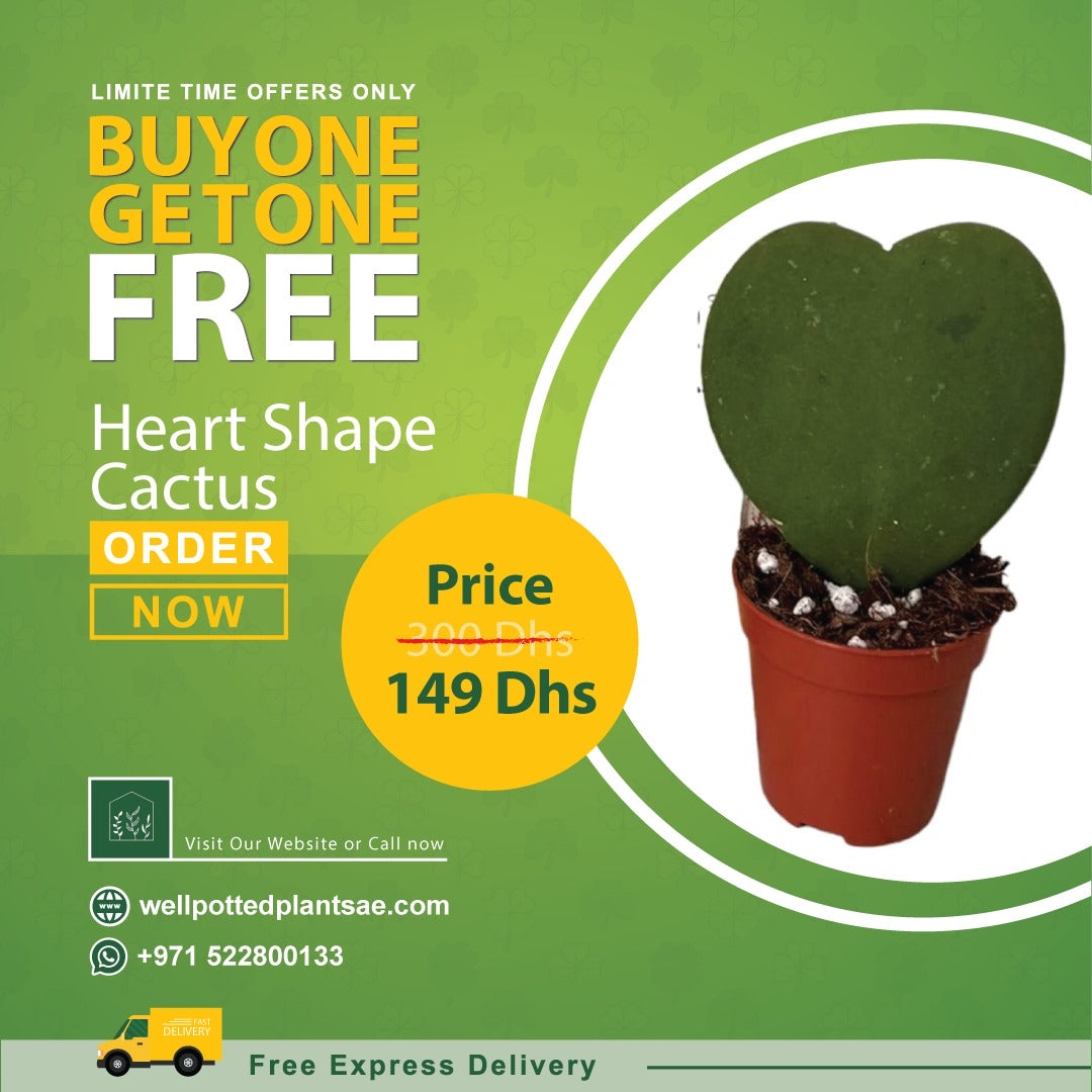 Heart Cactus PROMO