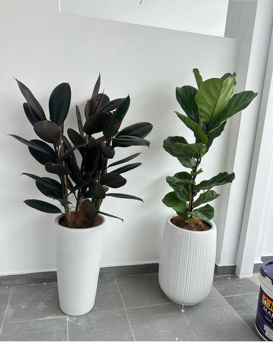 Office Plants Air Purifying Bundle 150cm