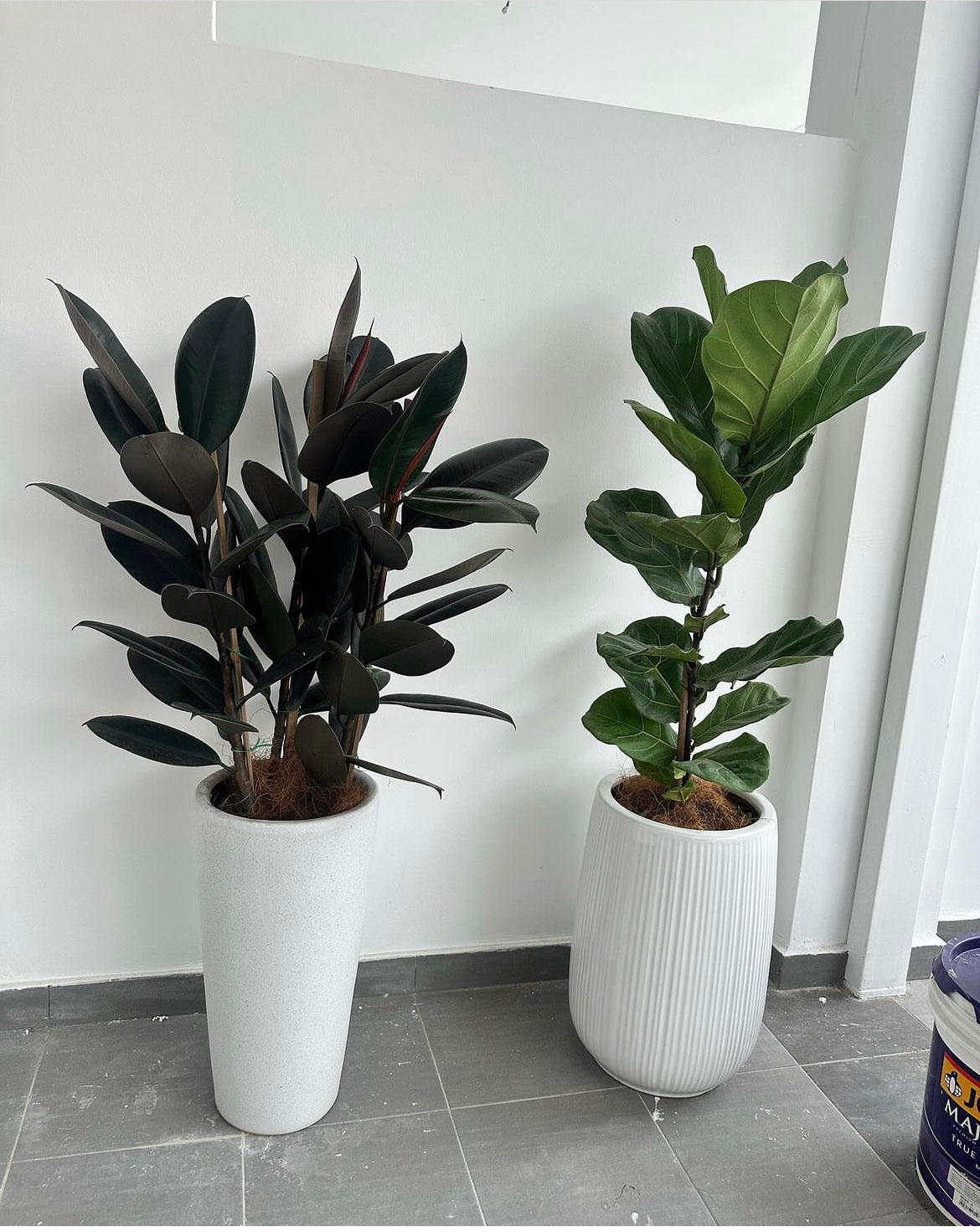 Office Plants Air Purifying Bundle 150cm