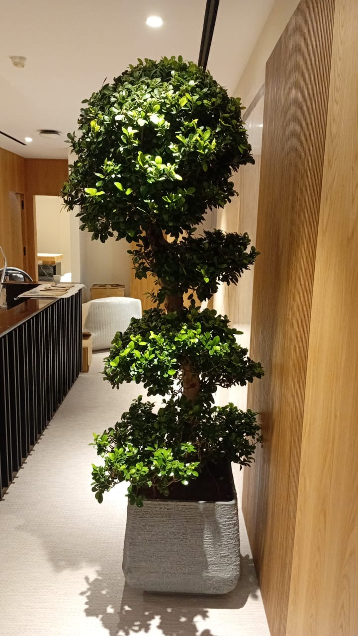 Bonsai XL in Plastic Pot 1.8 to 2m