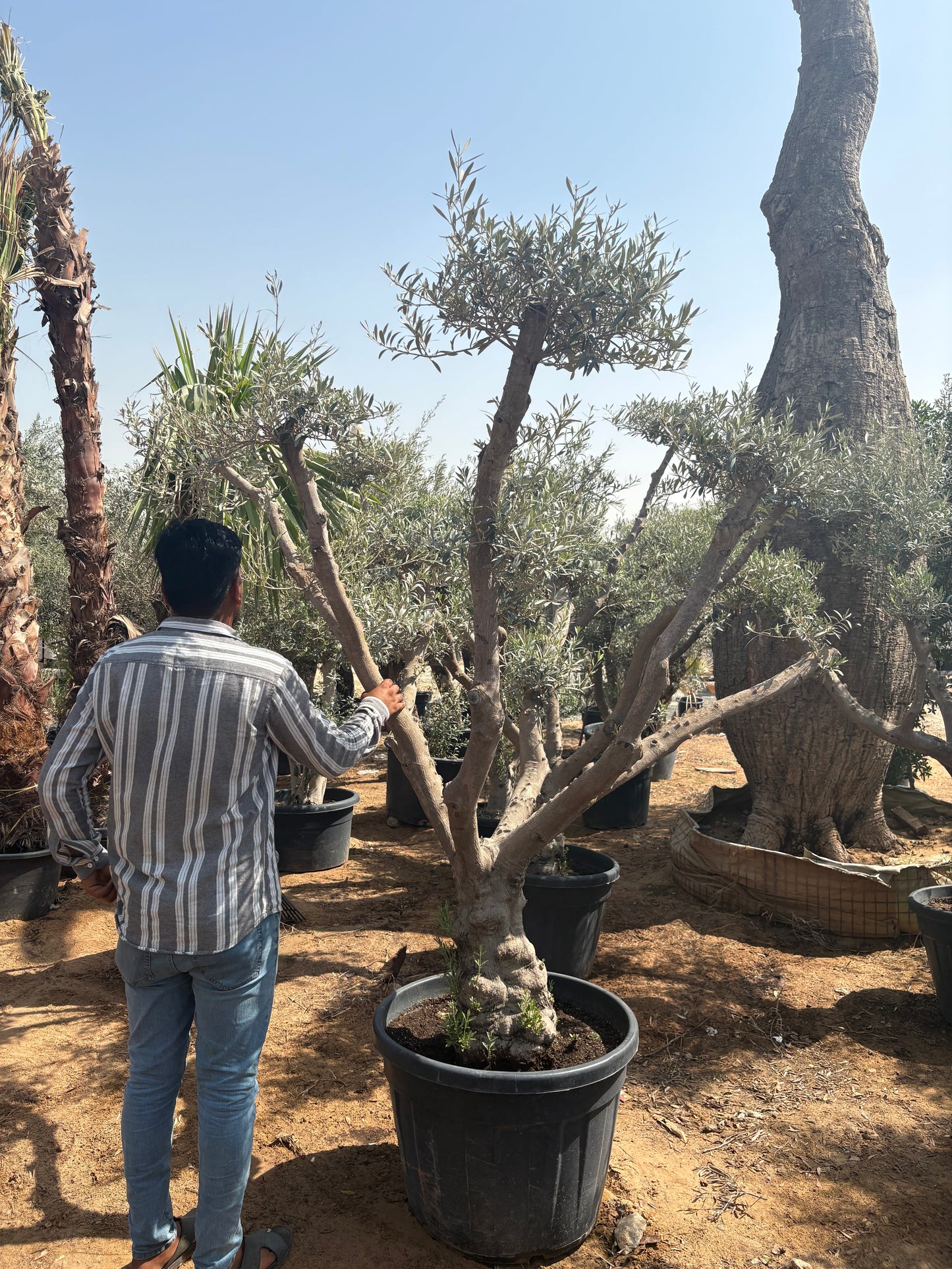 Olive Tree Bonsai 30 yr Multiple Head