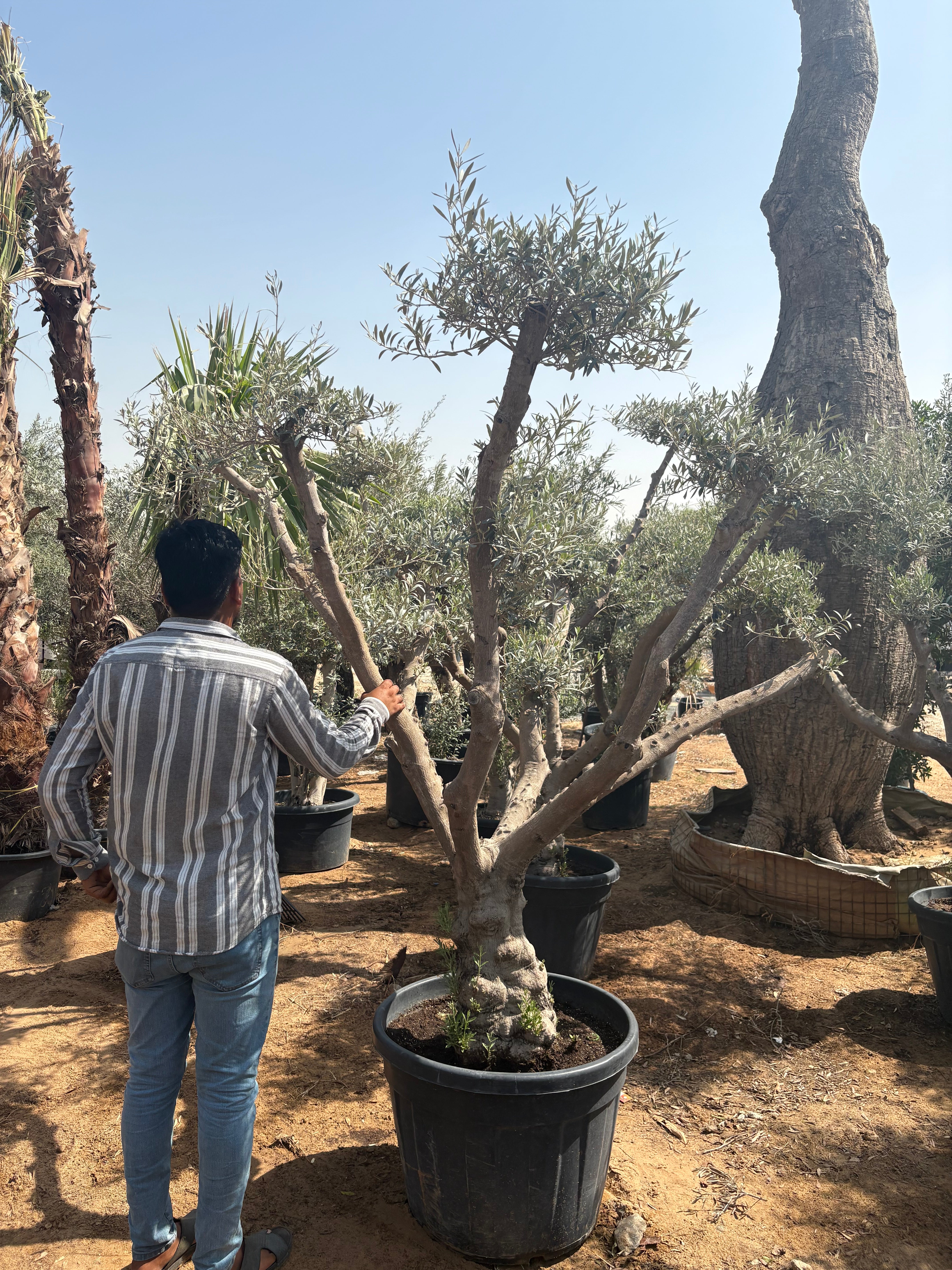 Olive Tree Bonsai 30 yr Multiple Head