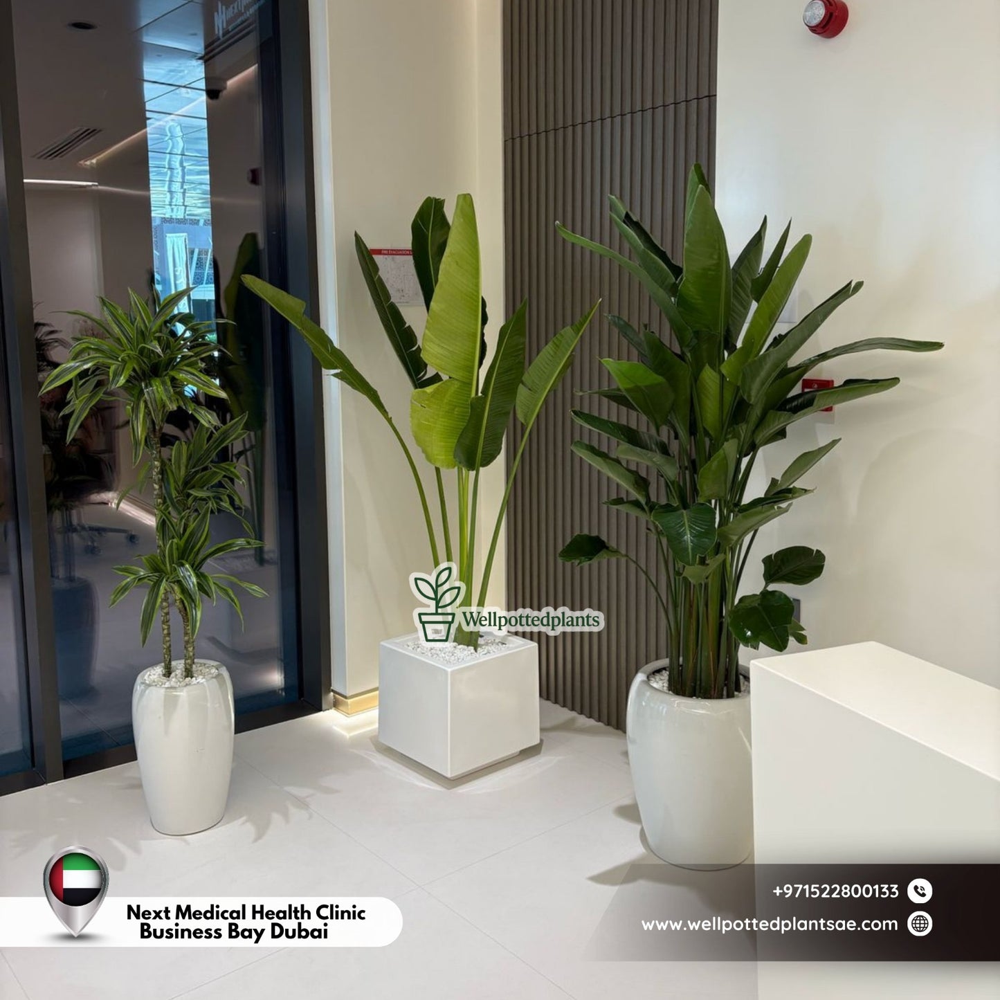 Office Plants Premium Quality Big Bundle 3pc Birds of Paradise + Travellers Palm + Dracaena