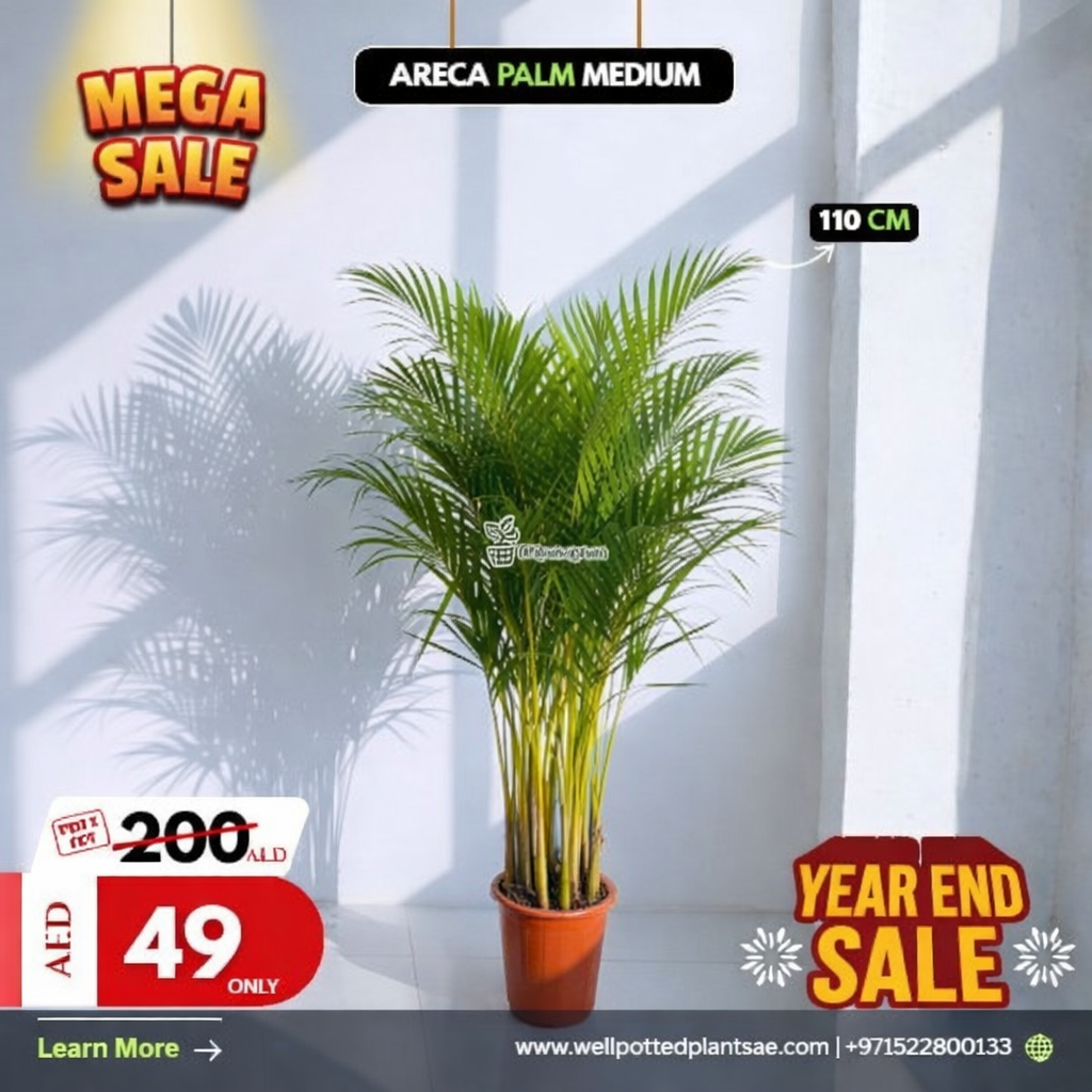 Mega Sale Areca Palm 110cm