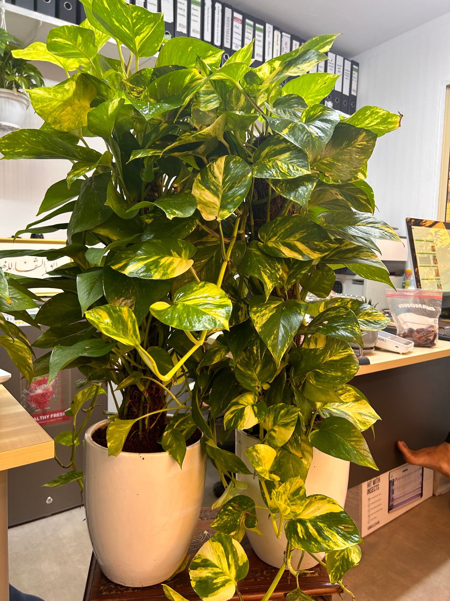 Money Plant Each Promo in Ceramic Pot