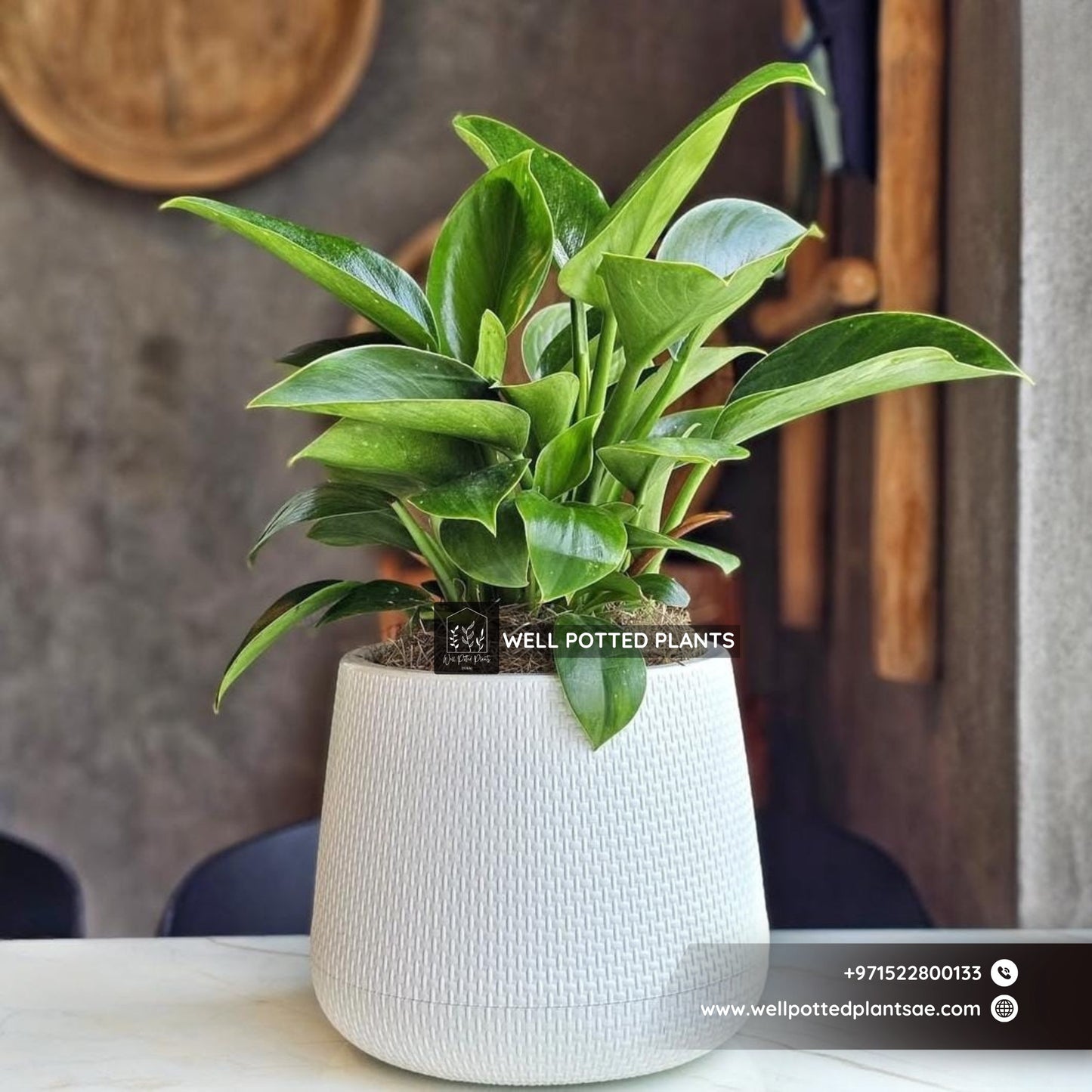 Table Plant Peperomia