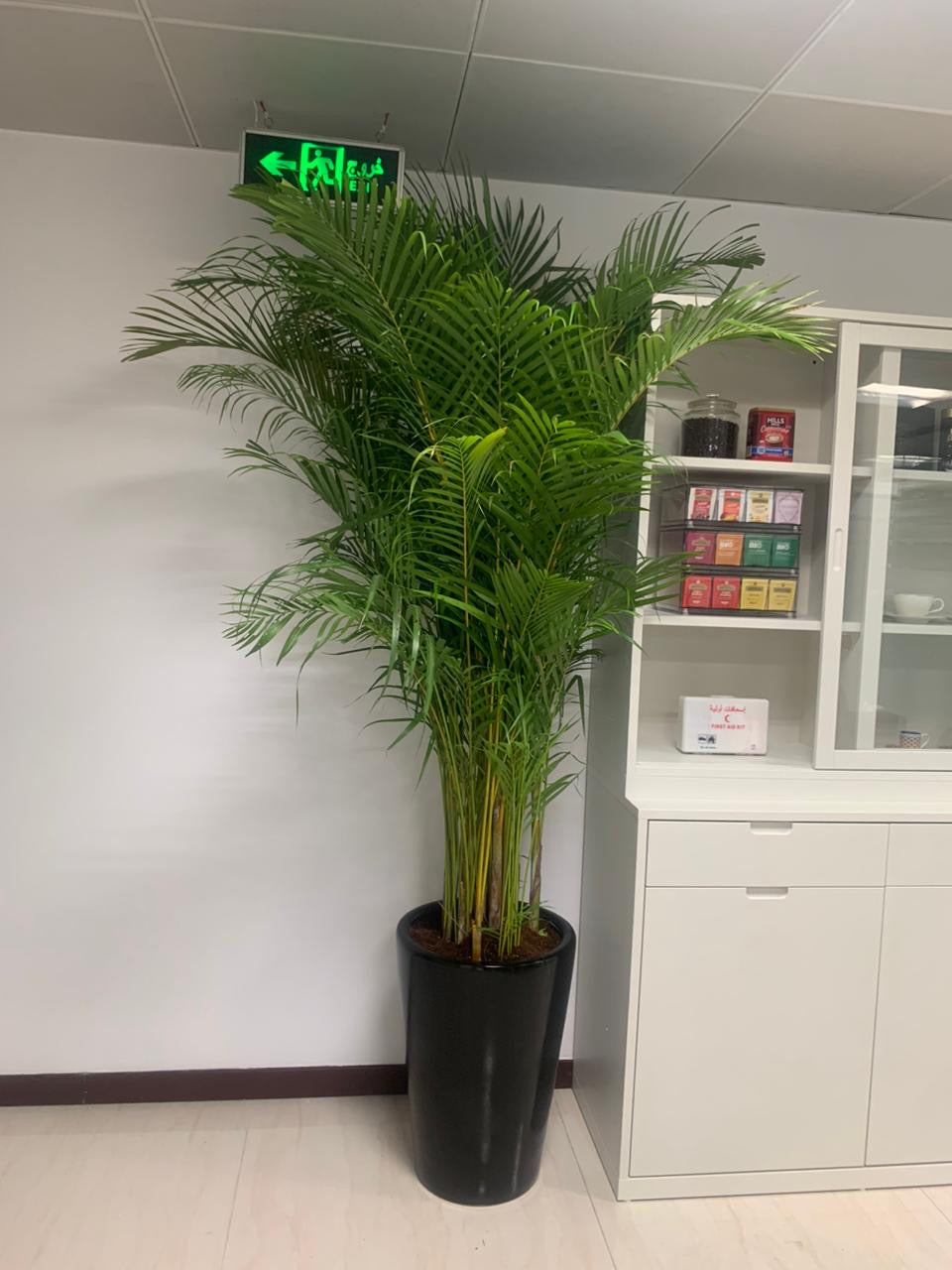Areca Palm Big (8-10feet) Office Plant