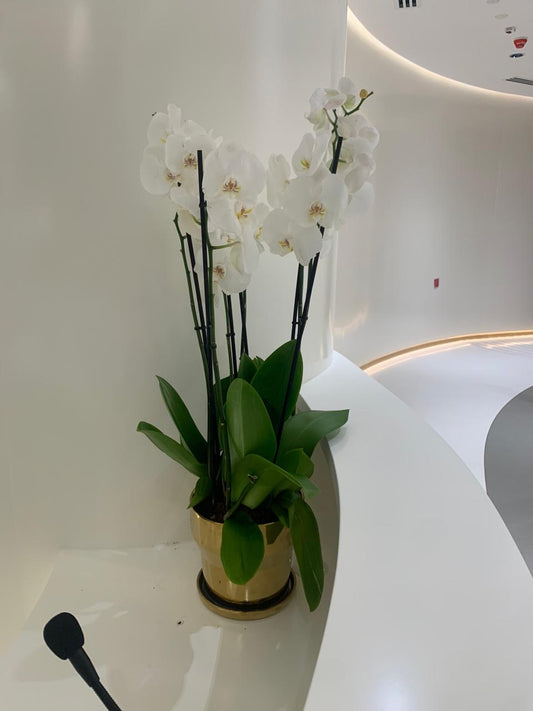 Orchid Natural in Gold Premium Quality