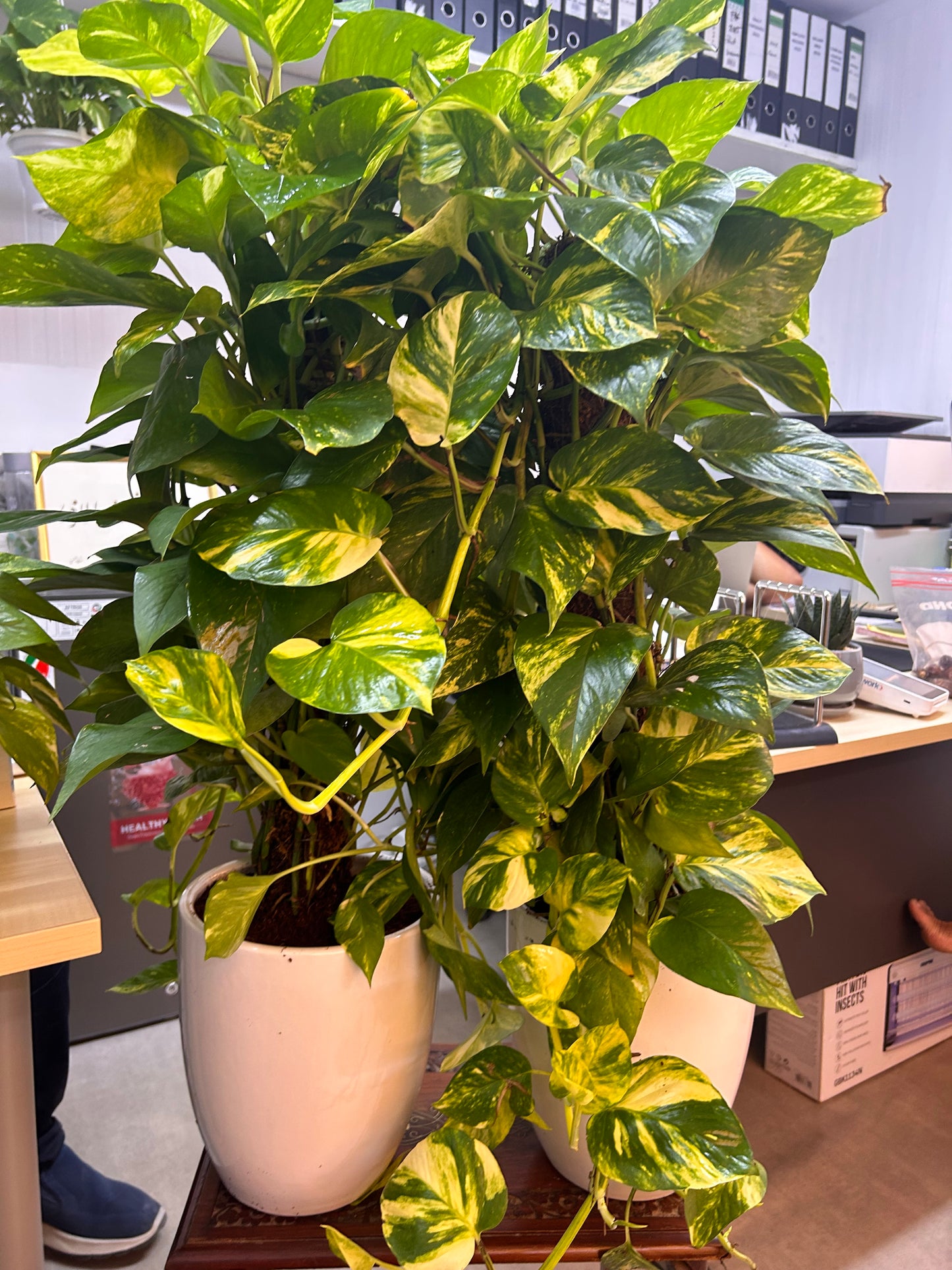 Money Plant Each Promo in Ceramic Pot