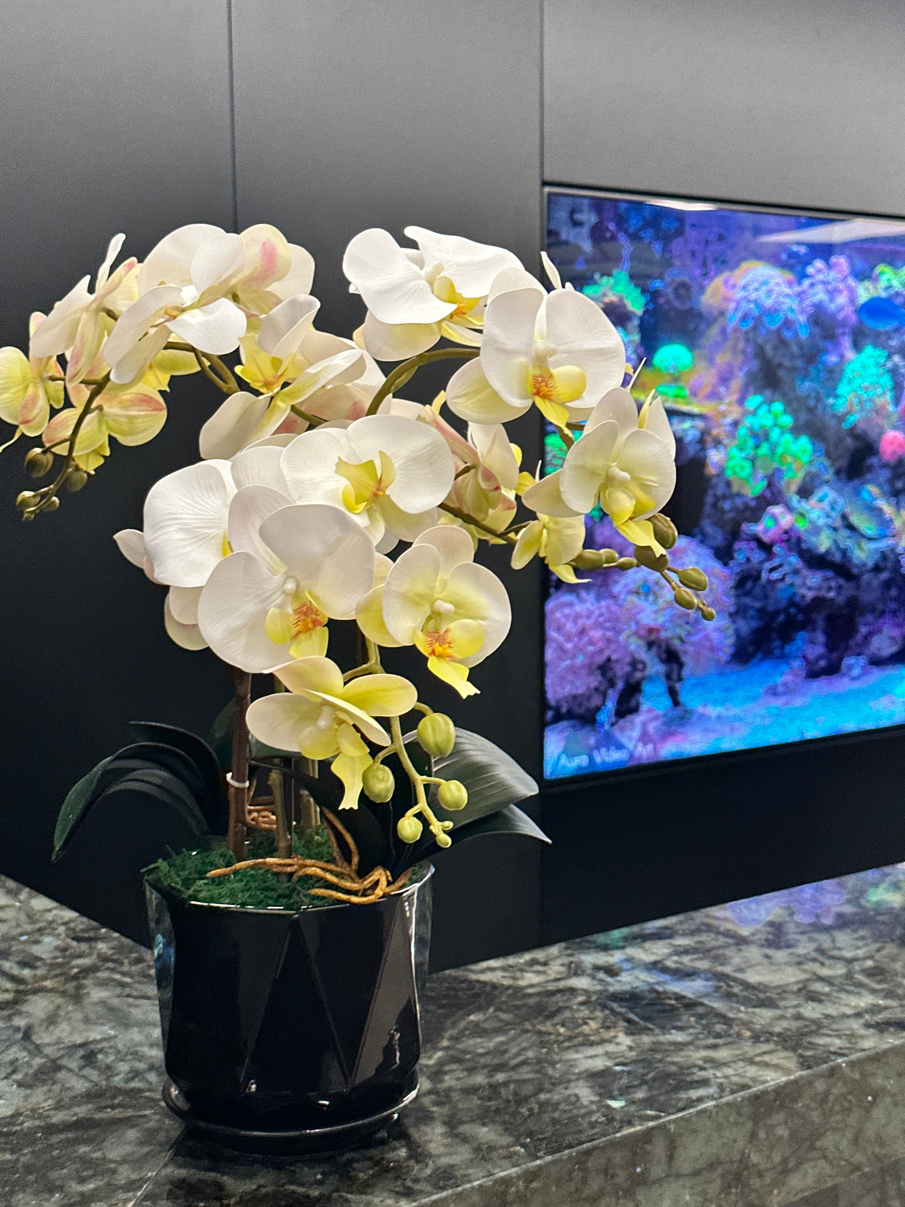 Office Plants Premium Bundle in Fiber Pot New 10pc