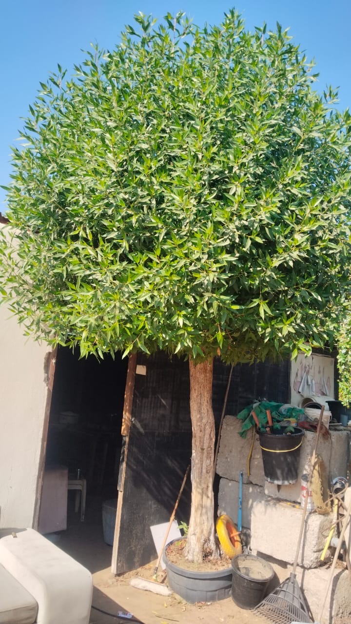 Big Tree Outdoor 3m Plants UAE