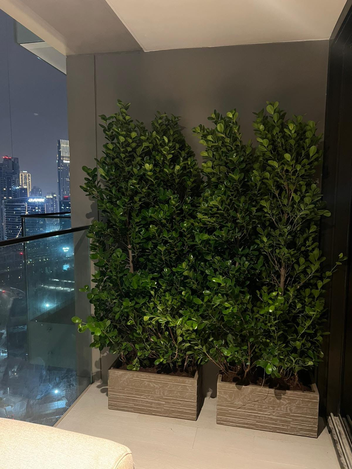 Outdoor Plant Privacy in UAE