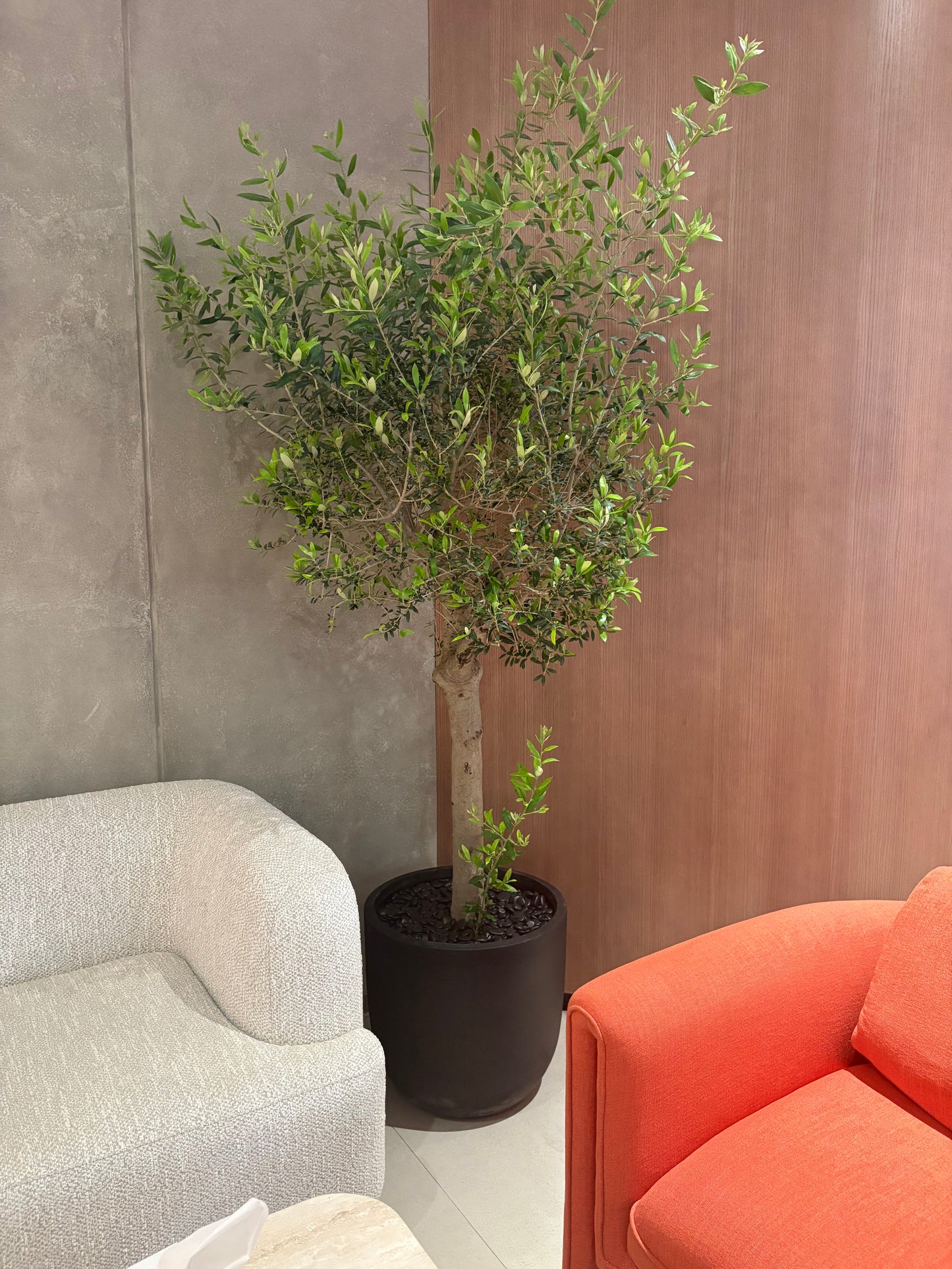 Olive Tree Indoor in Fiber Black Matte Premium