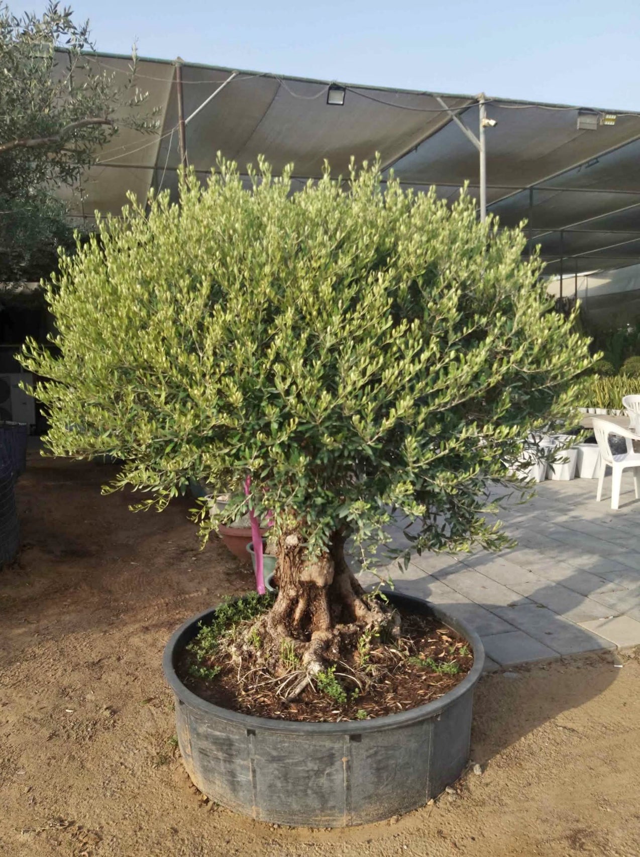 Olive Tree Premium from Palestine Extra Large