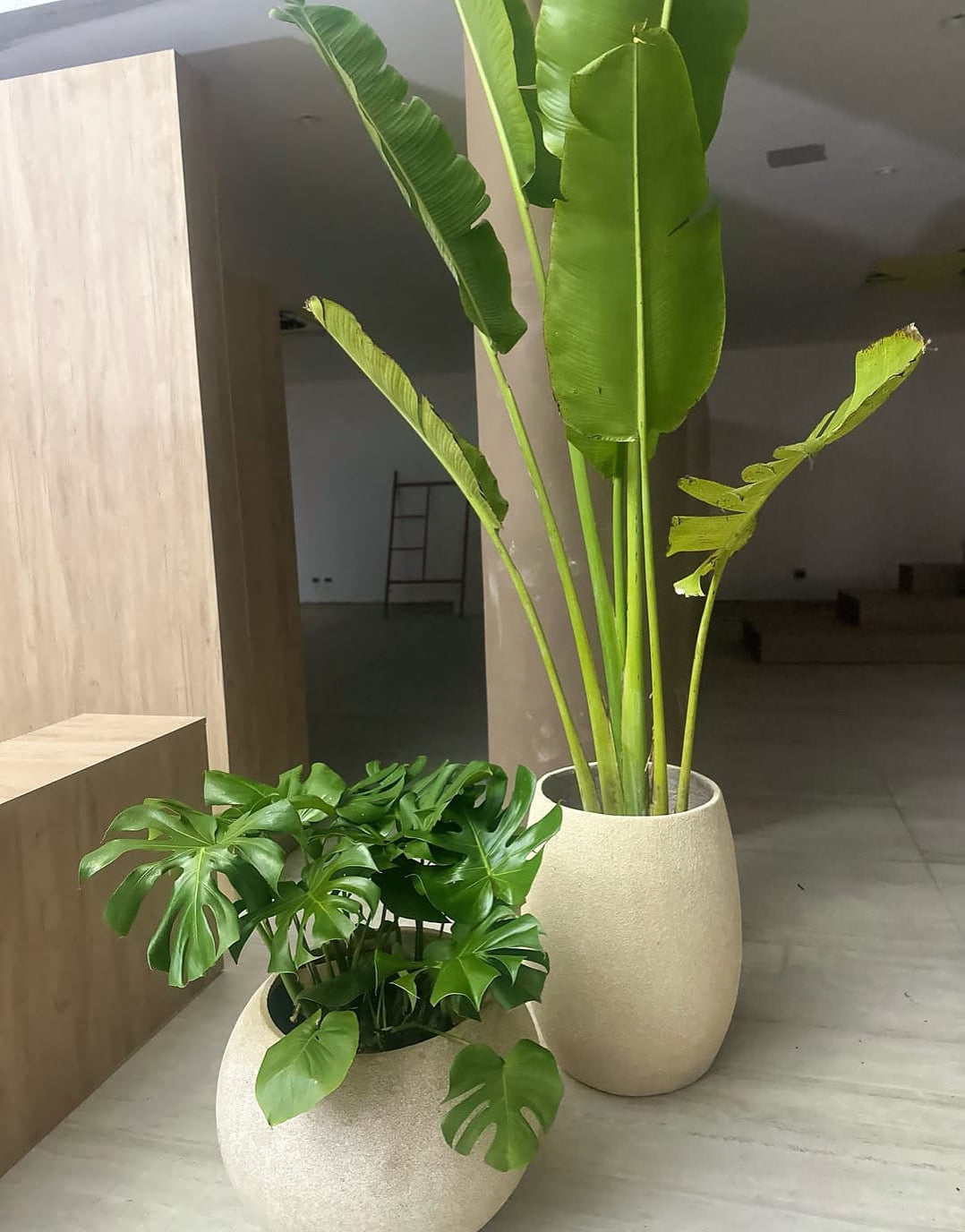 Travelers Palm + Monstera Best Combo in Beige