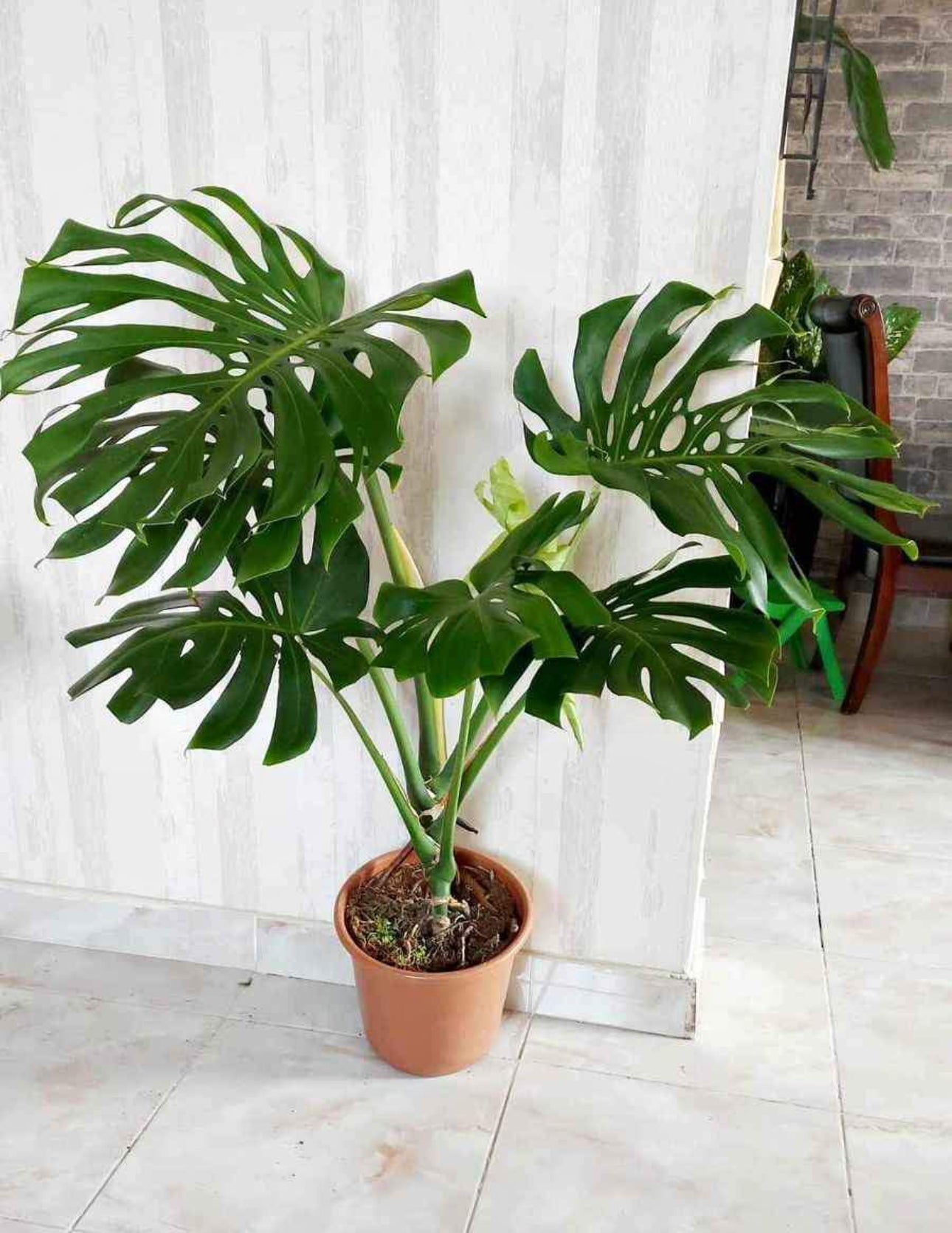 Monstera Large Rare-type Indoor