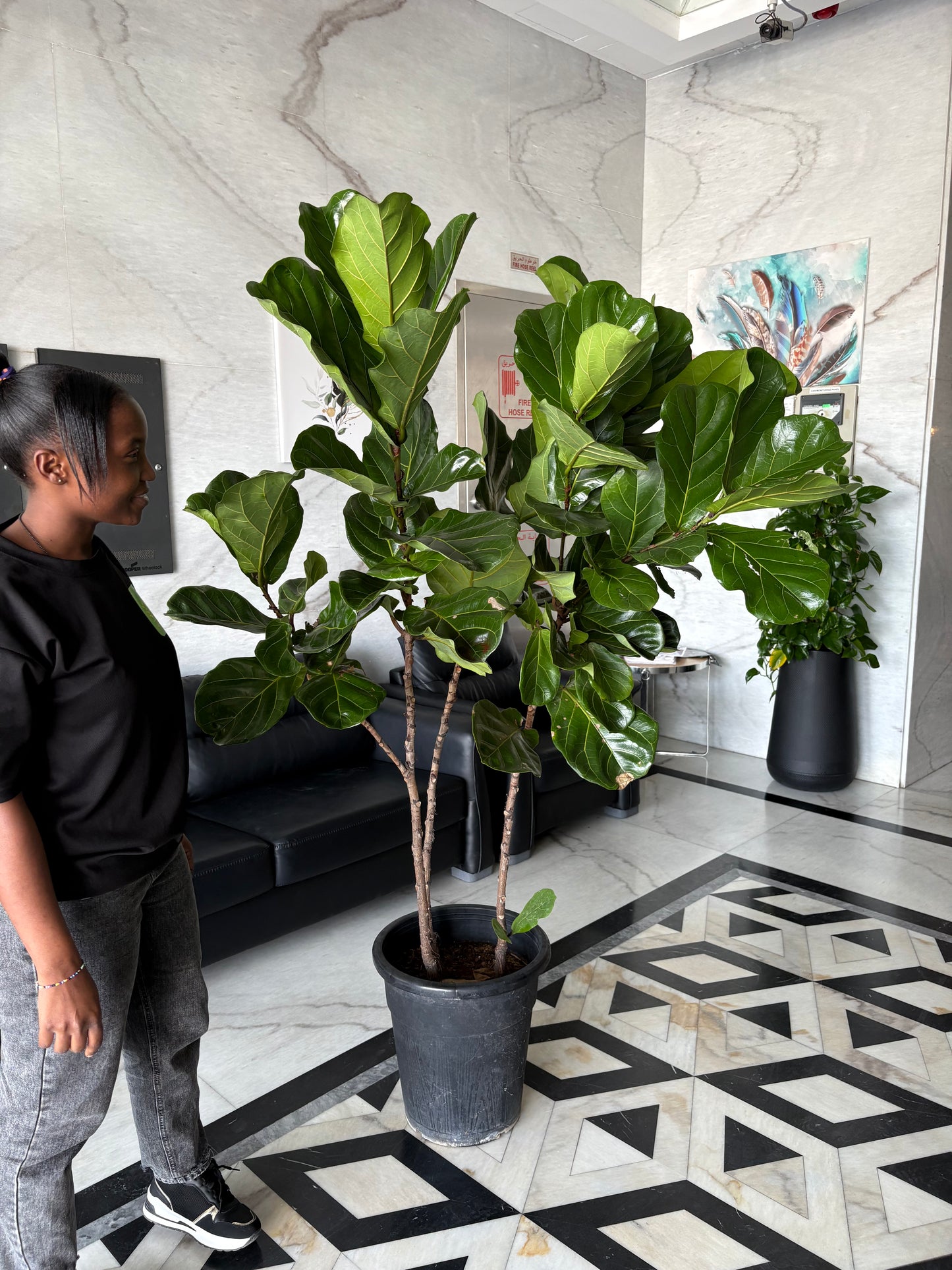 Fiddle XLarge Plant Promo