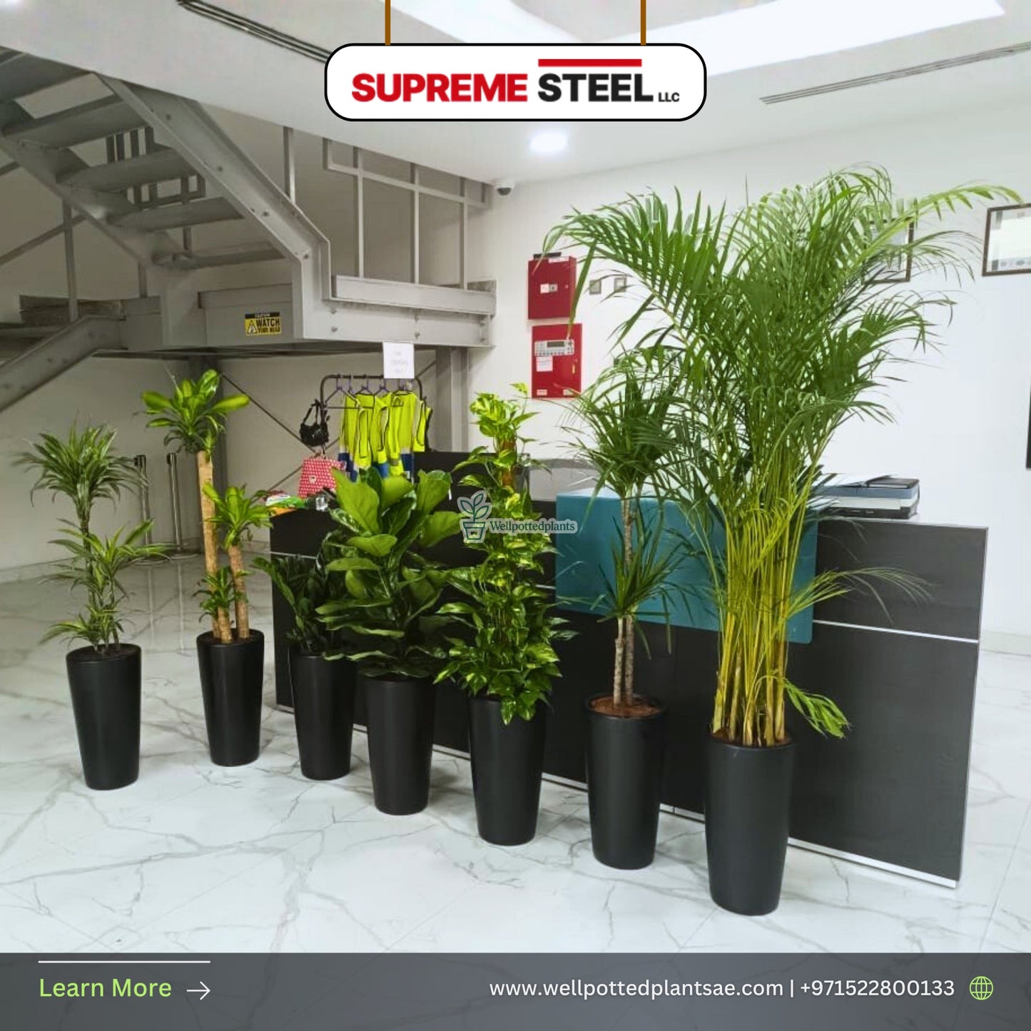 Office Plants Bundle Premium 7pc Air Purifying Plants