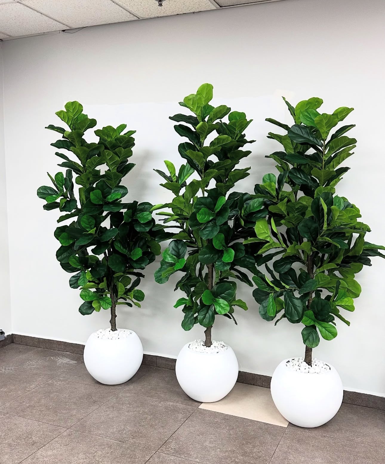 Artificial Fig Fiddle Tree Big in White Fiber Pot 2m