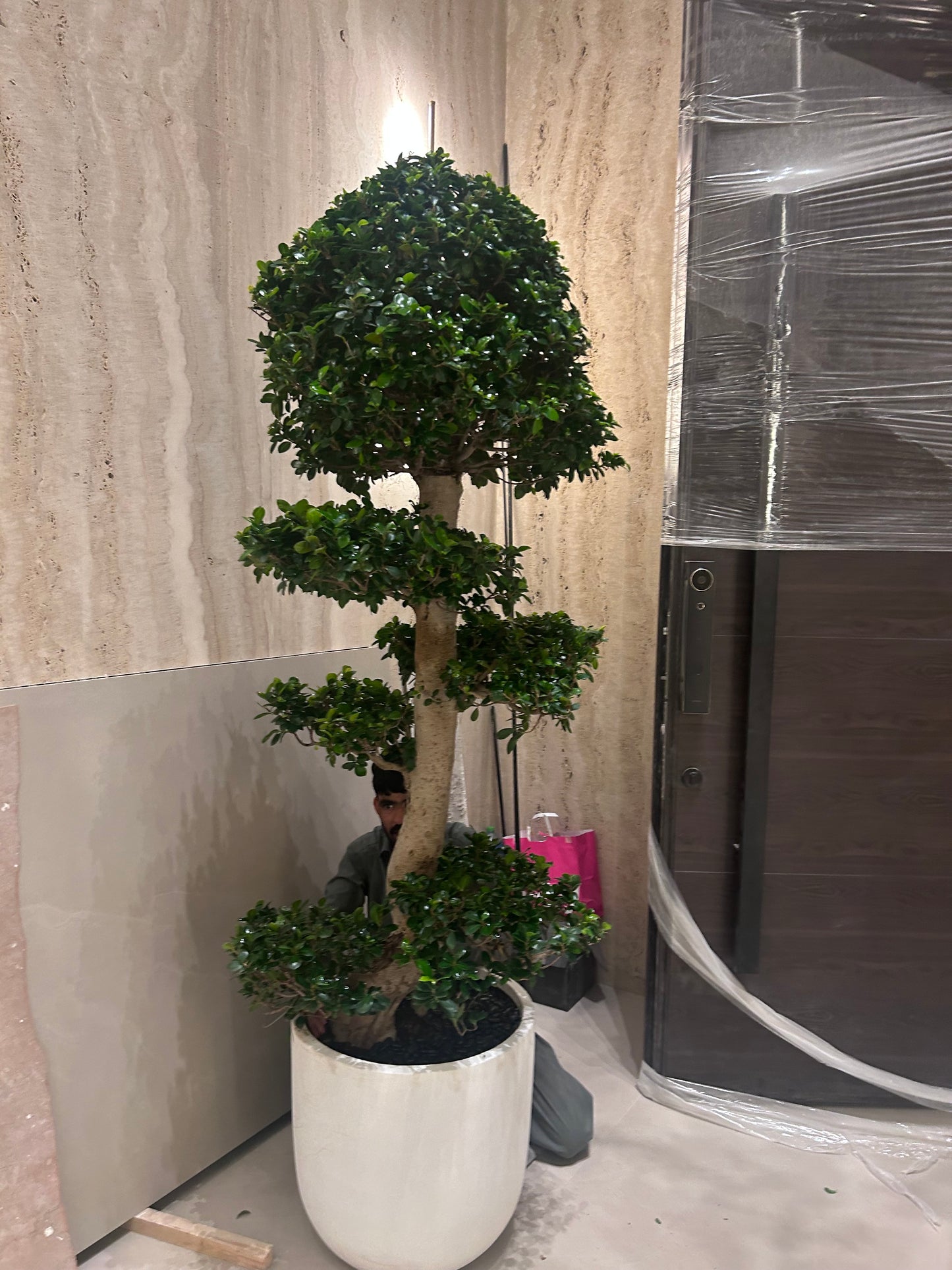 Bonsai XXL 2.2m to 2.5m in Fiber Pot