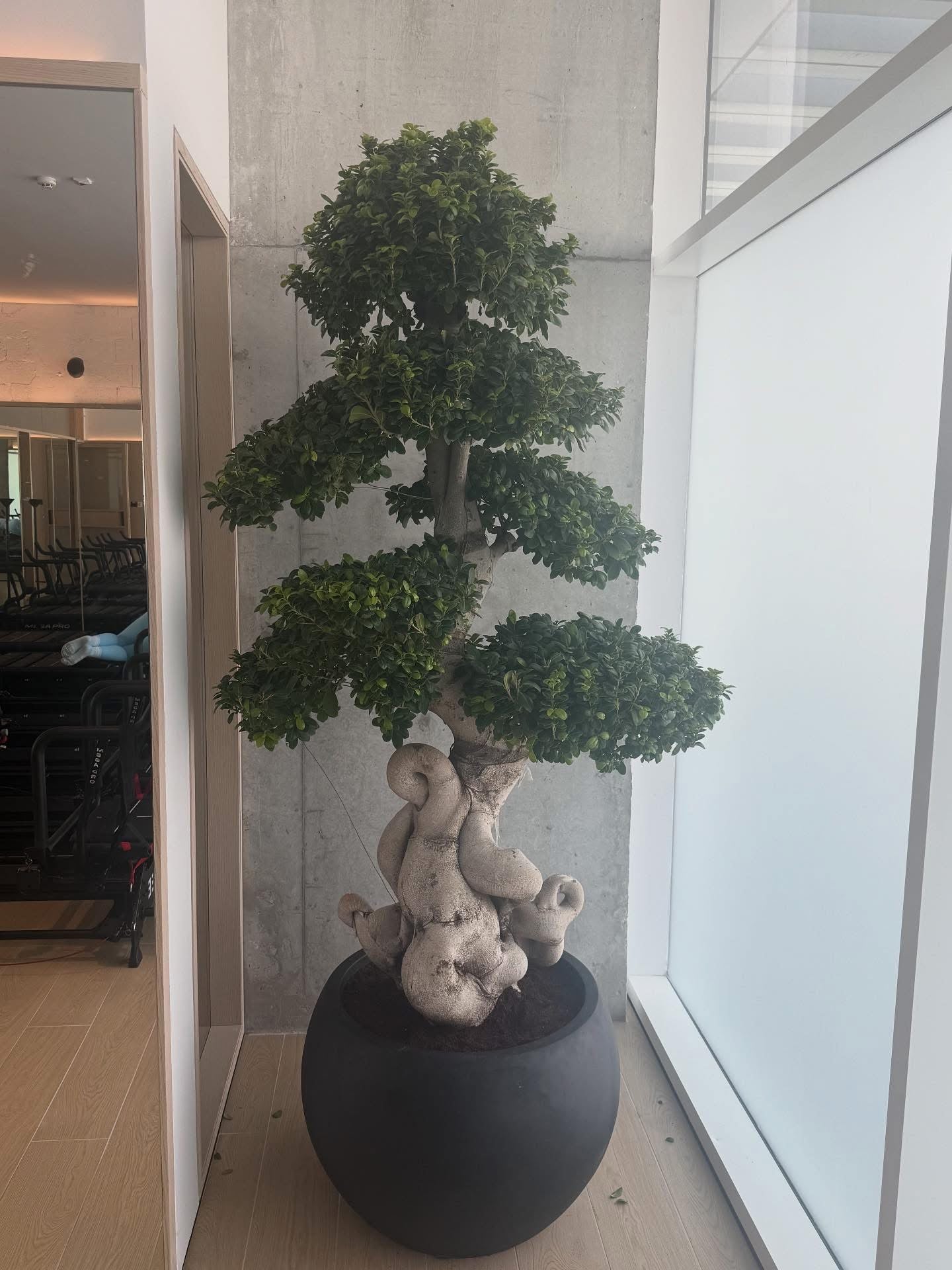Bonsai Large Premium 2m to 2.5m – wellpottedplants