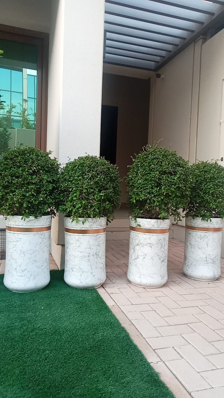 Grass ball Outdoor Natural Plant Each