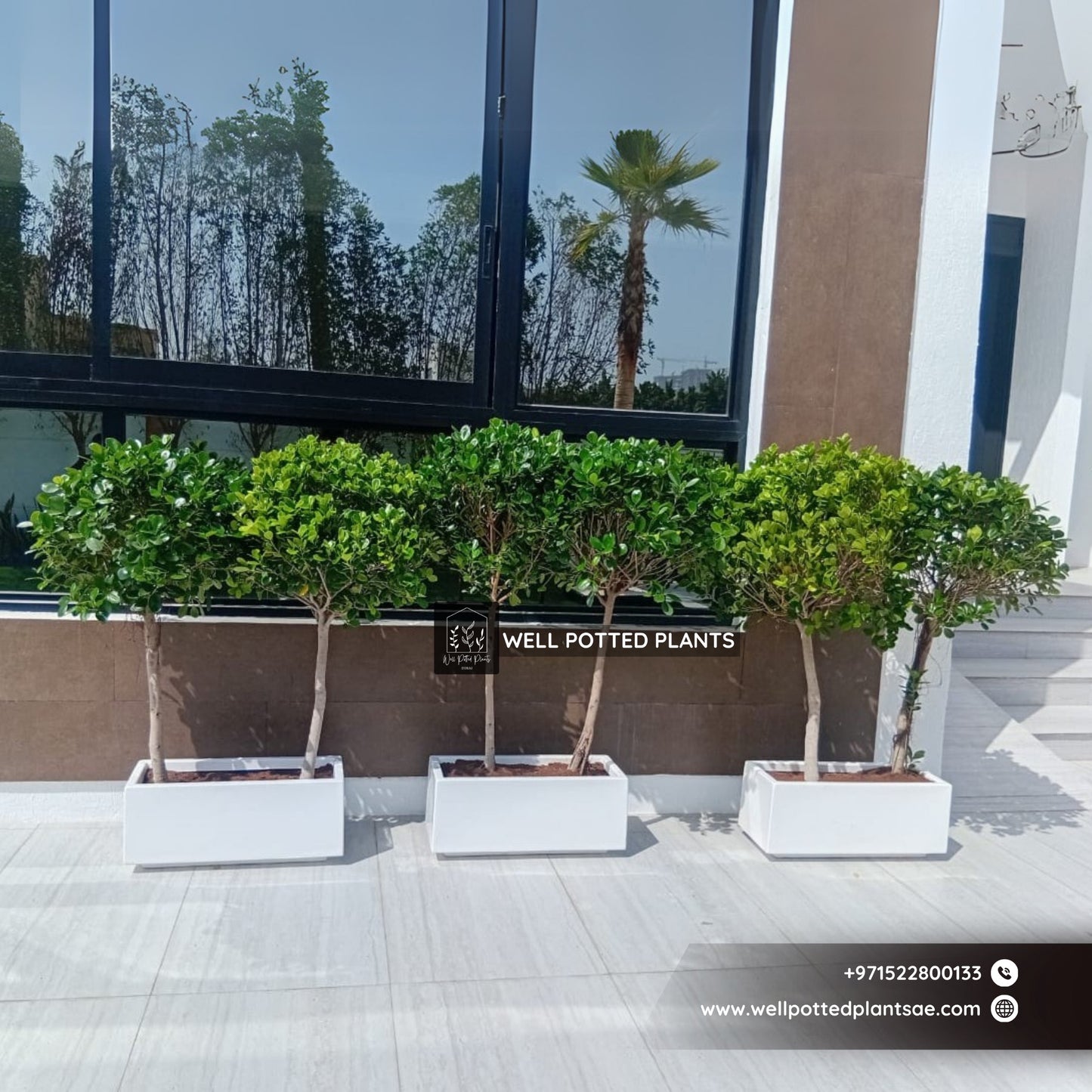 Outdoor Plant Privacy Hedge in Fiber Plant