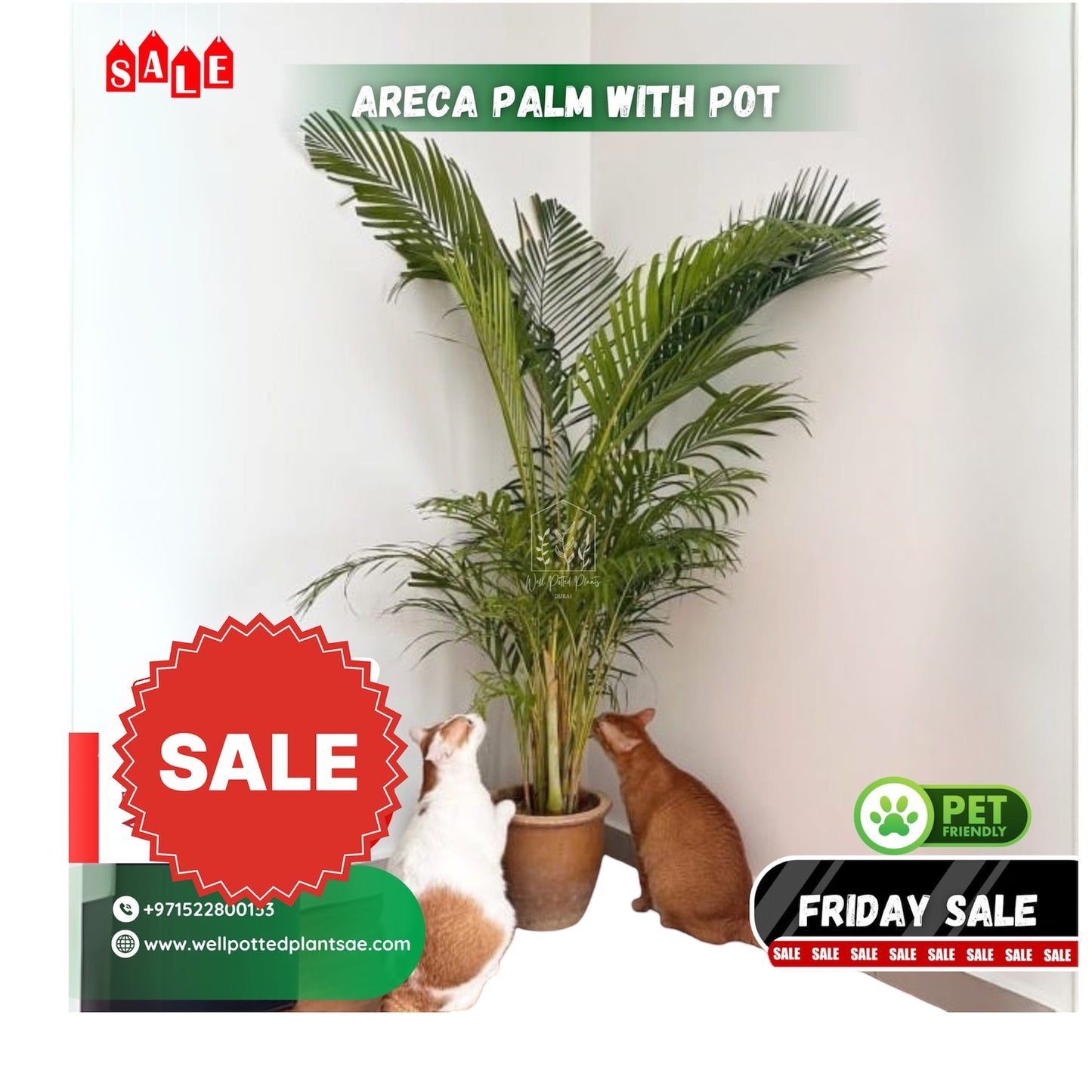 Areca in Clay Pet Friendly