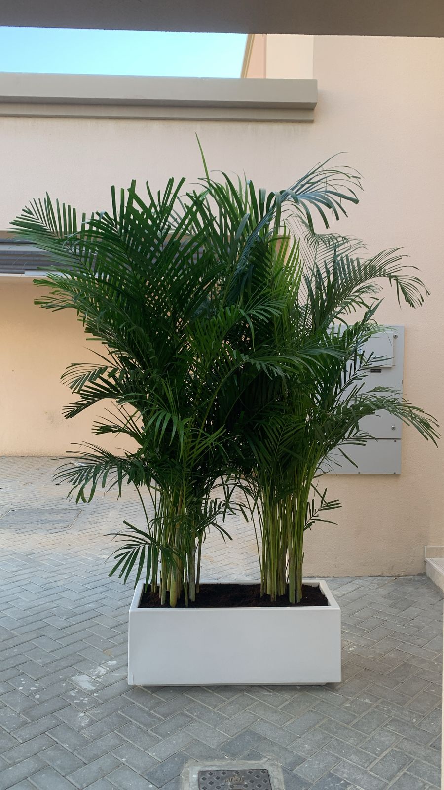 Areca Palm in Fiber Pot Height 2.5m to 3m XL