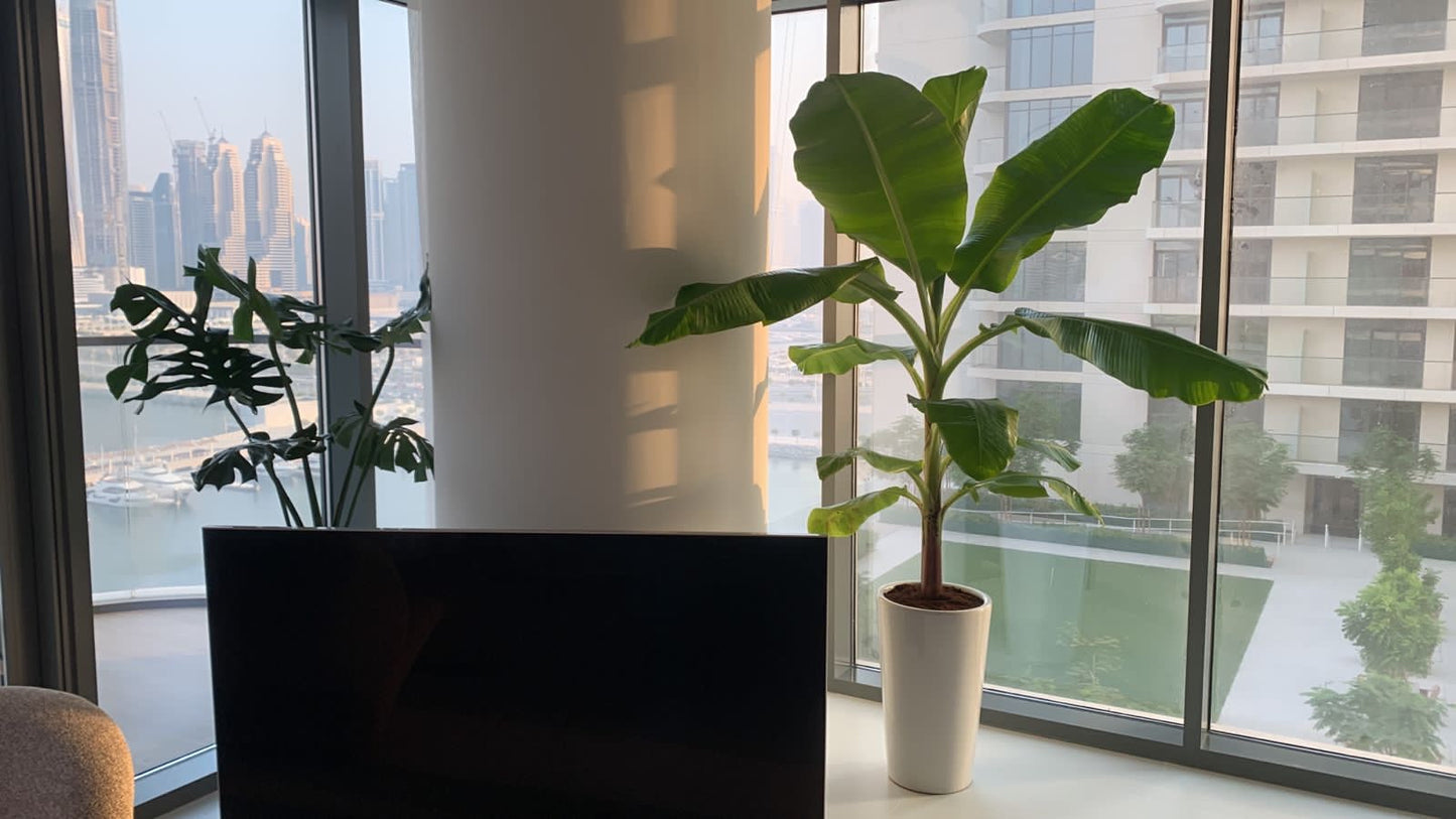 Banana Tree PROMO