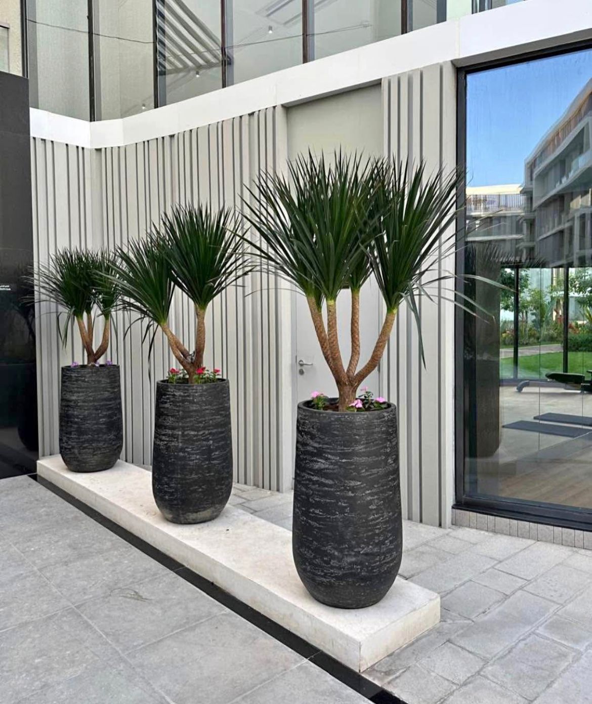 Outdoor Plant Yukka in Fiber Pot