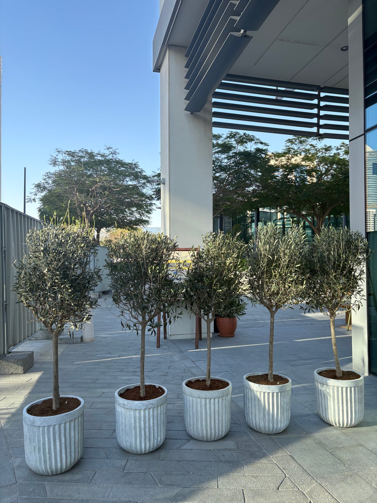 Olive Tree Premium in Rustic Fiber Pot