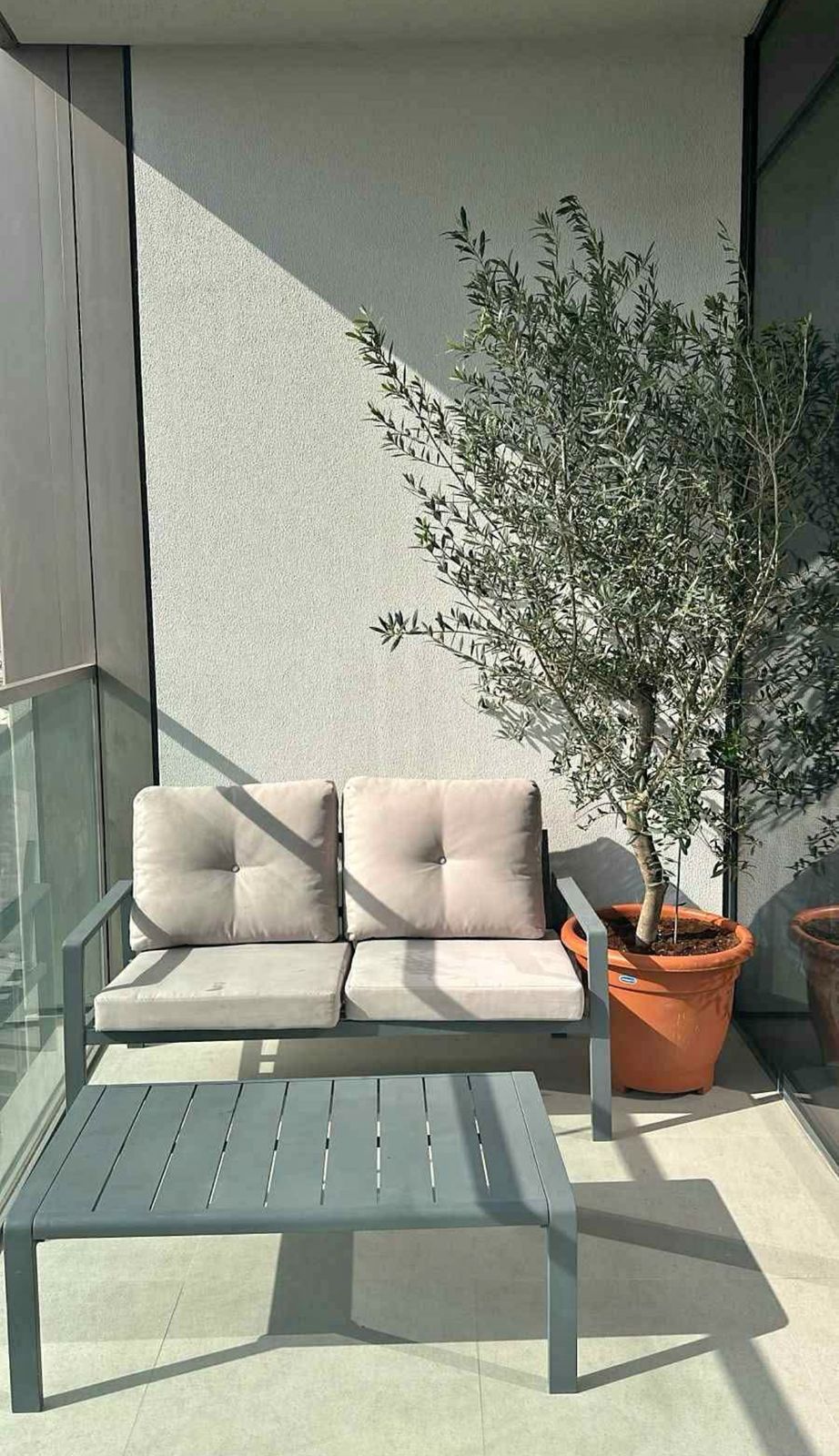 Olive Tree from Spain 2m