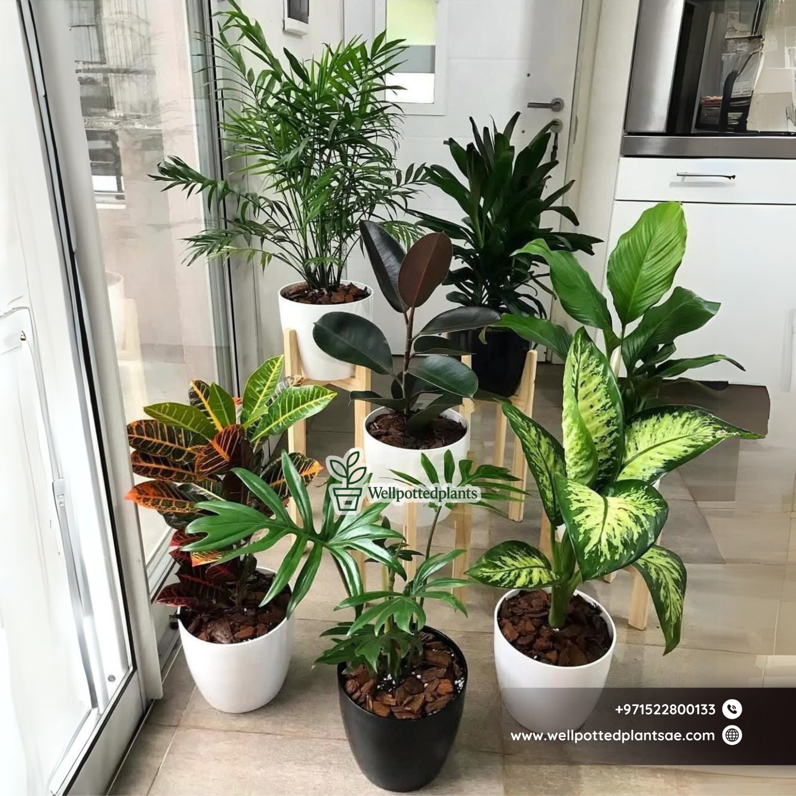 Air Purifying Plants 7 Plants Bundle Indoor Plants Dubai