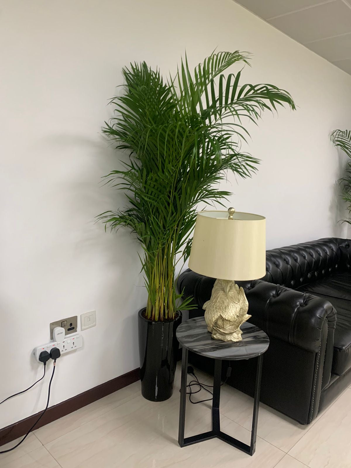 Areca Palm Long in Ceramic Pet Friendly Plants UAE