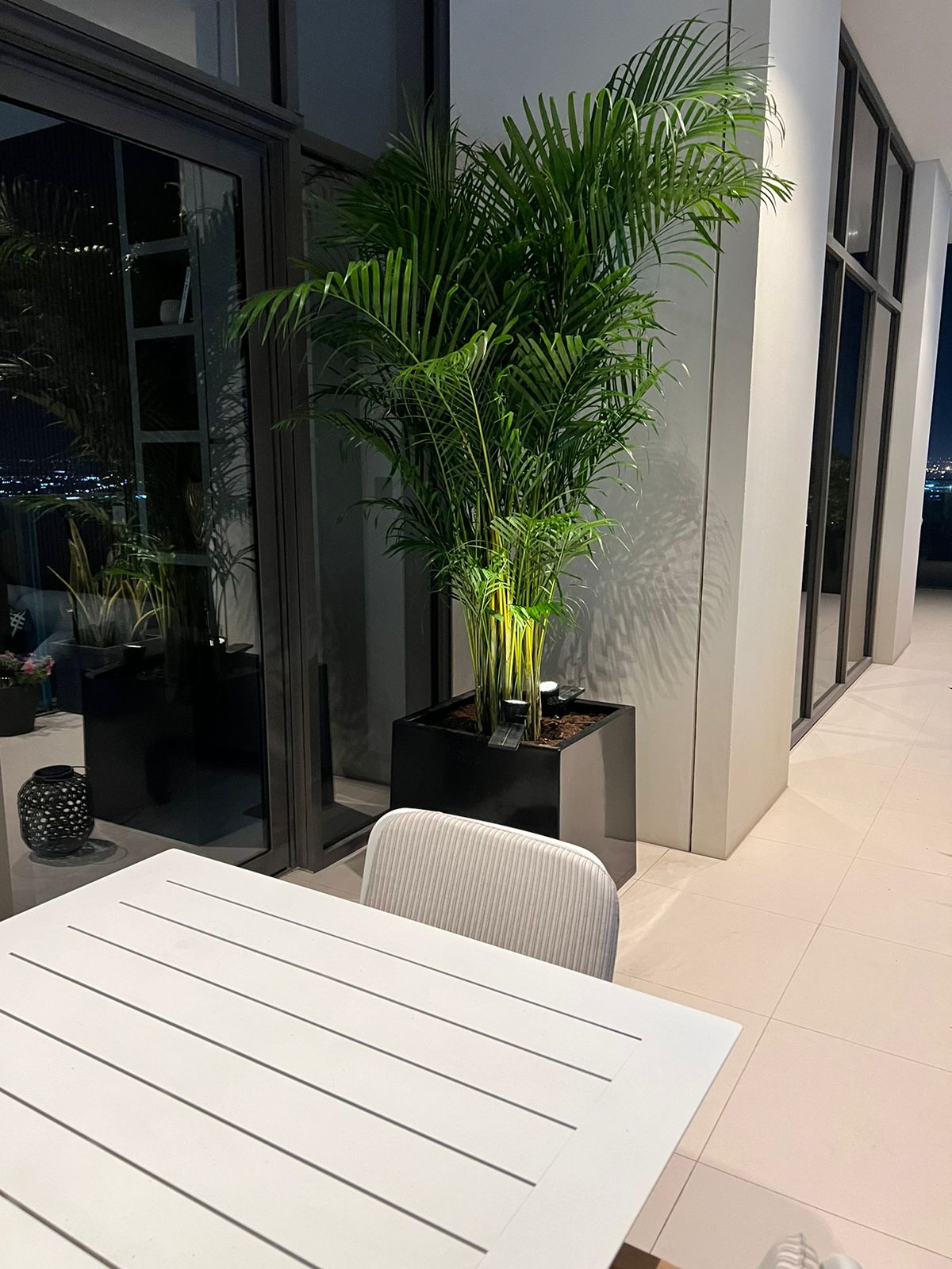 Areca XL in Fiber 40x40cm Plants UAE.